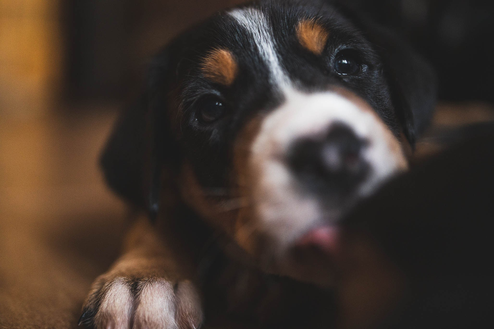 Гроссики. Фотограф-анималист Александра Шеремет