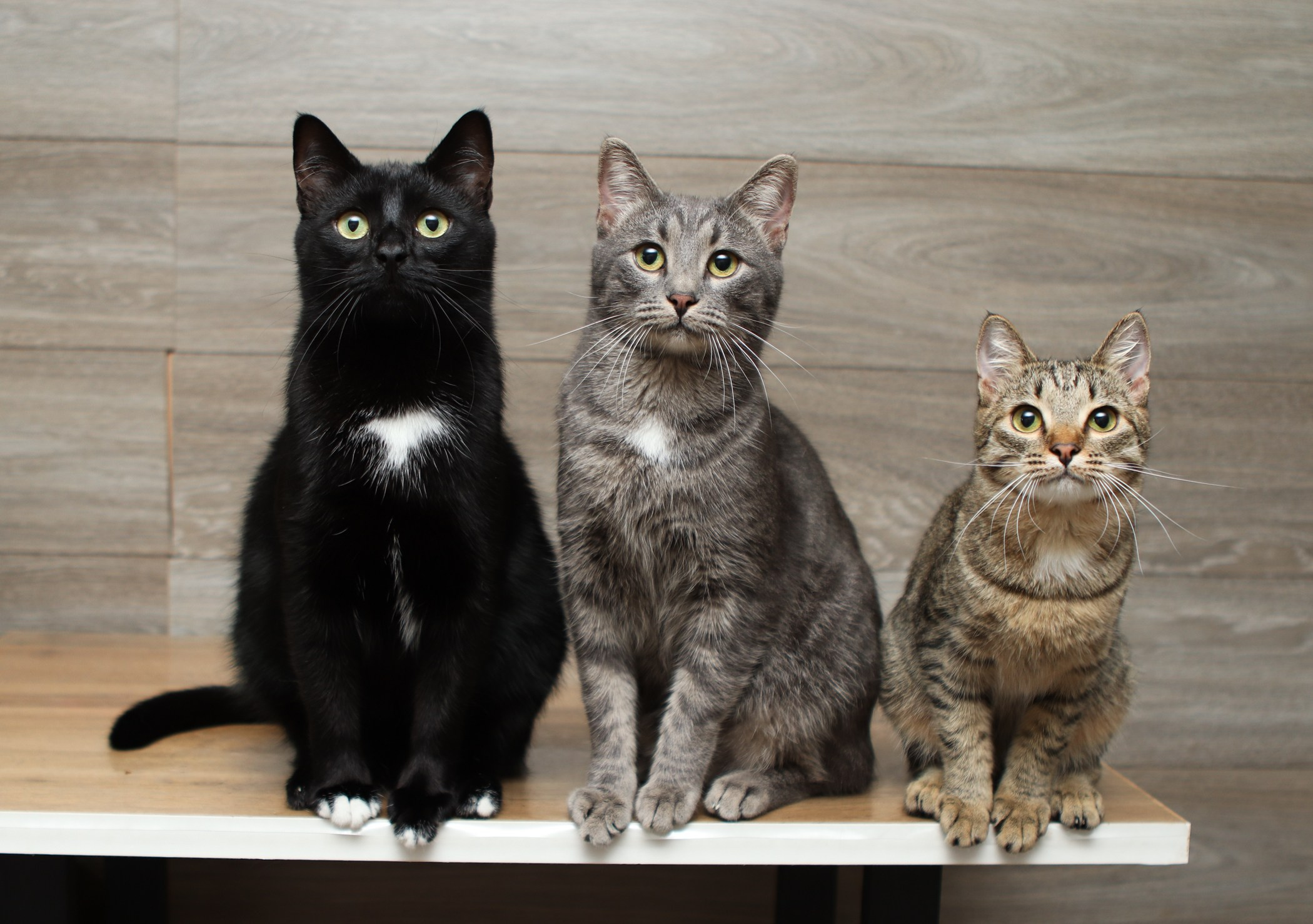 Кошки. Фотограф-анималист Полина Колкова | Москва