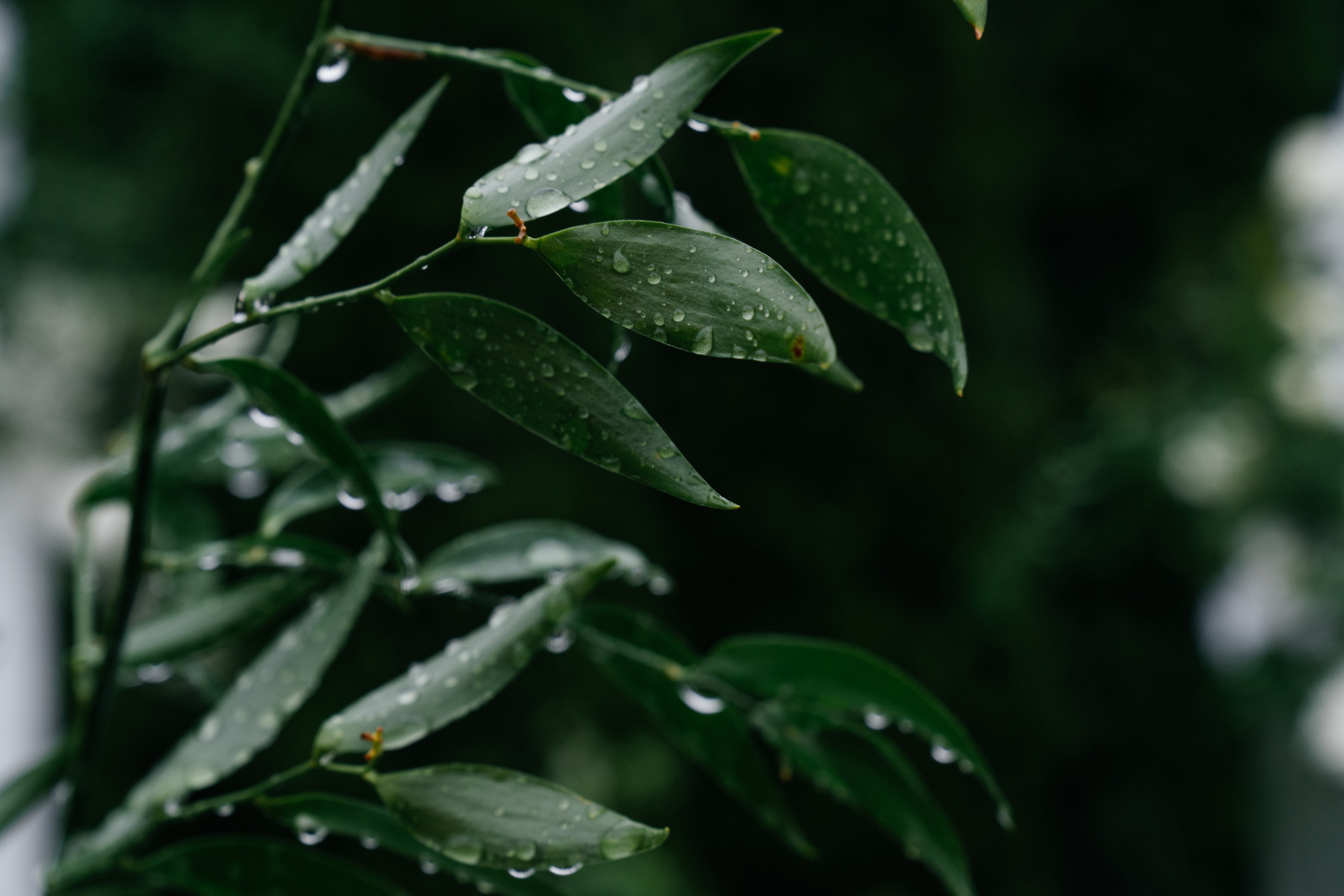 Свадьба Артем и Мария. Свадебный фотограф в Москве и по всему Миру Андрей Медведников