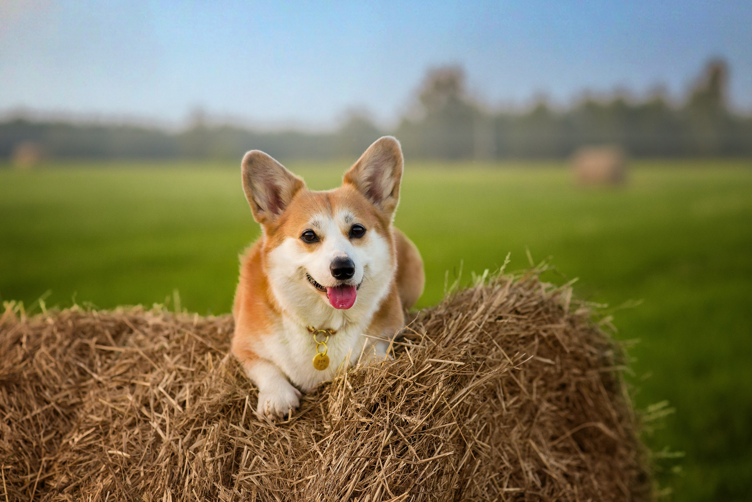Лея и тюки — 10.08.2023. Фотограф — Анималист | Анна Абрамова