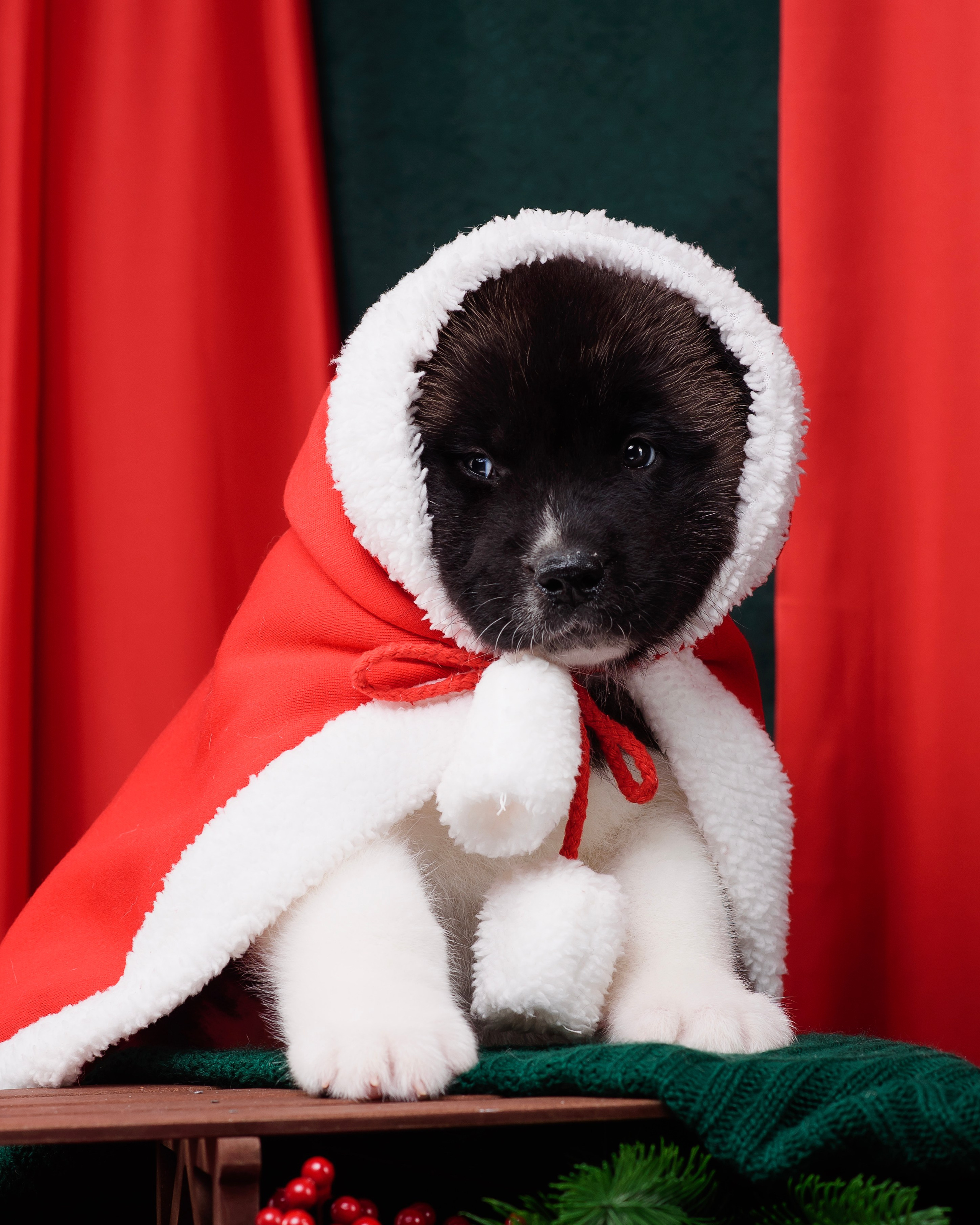 Щенки Американской Акиты. Фотограф — Анималист | Анна Абрамова