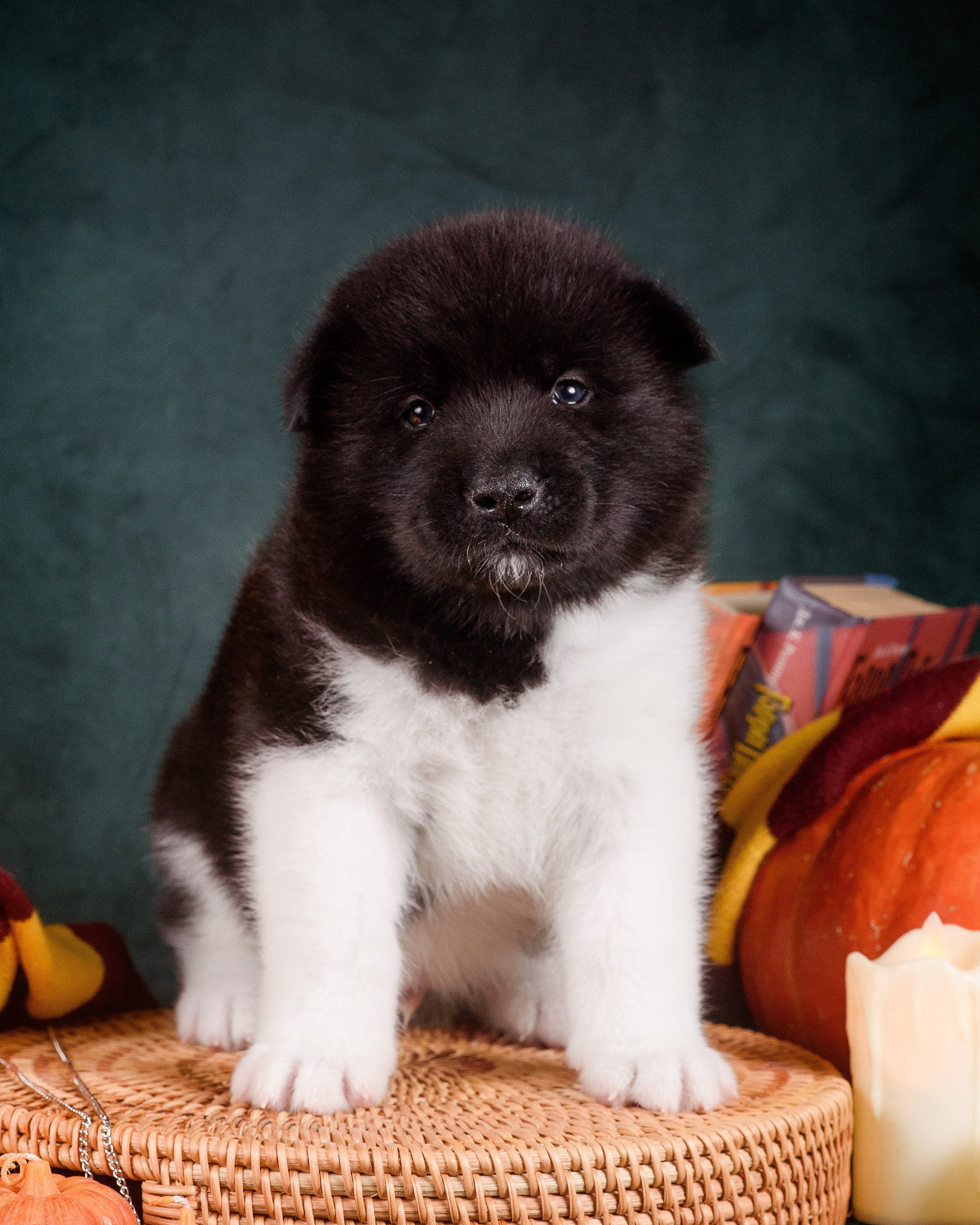 Щенки Американской Акиты — 04.11.2024. Фотограф — Анималист | Анна Абрамова