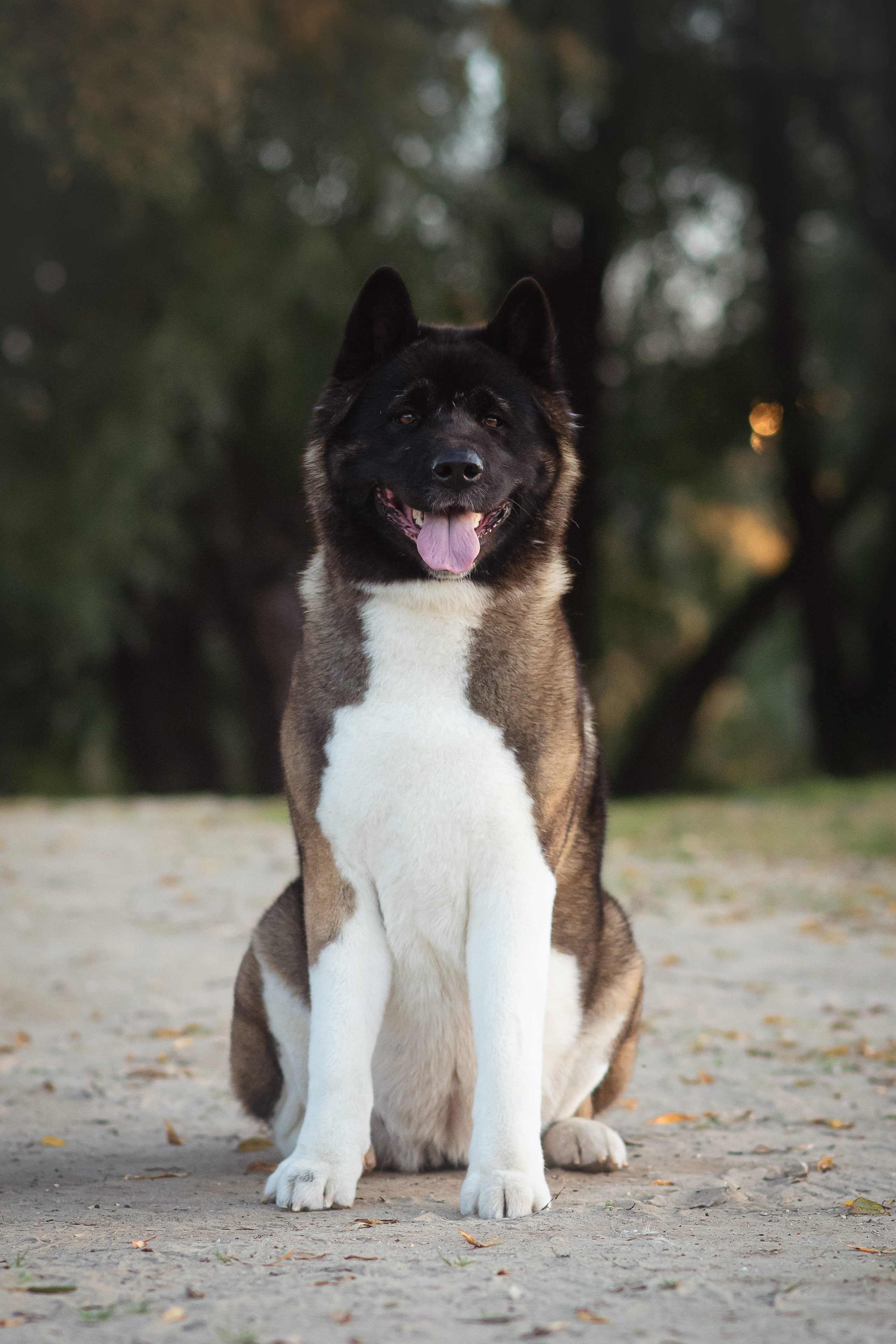 Американская Акита Дива — 16.09.2024. Фотограф — Анималист | Анна Абрамова