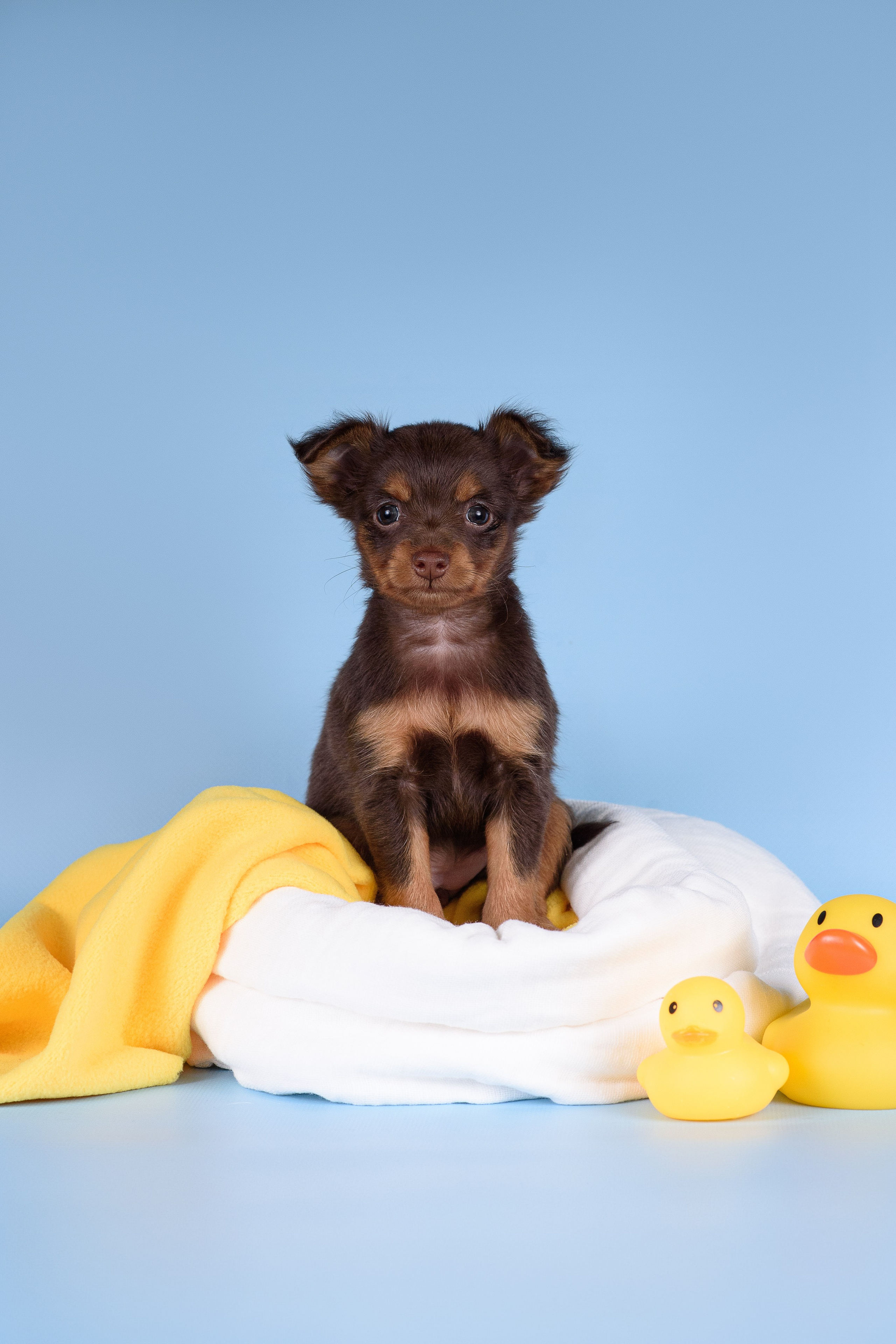 Щенки Пражских крысариков -13.04.2024. Фотограф — Анималист | Анна Абрамова