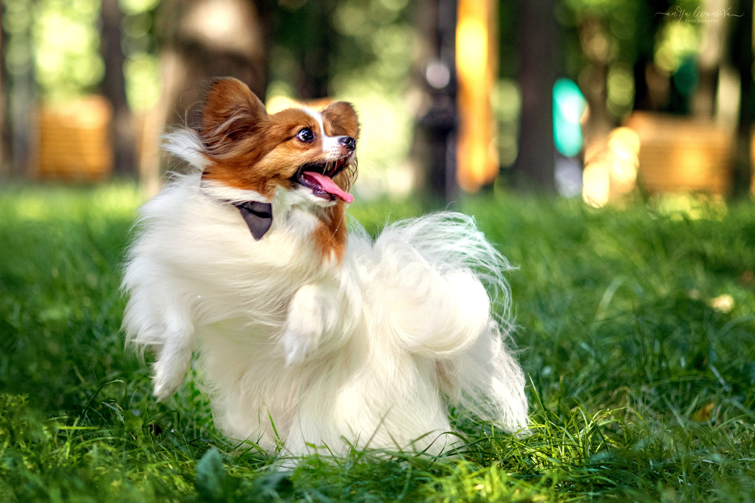 Царёчик 3 года. Фотограф анималист Аня Ливанова | Рыбинск