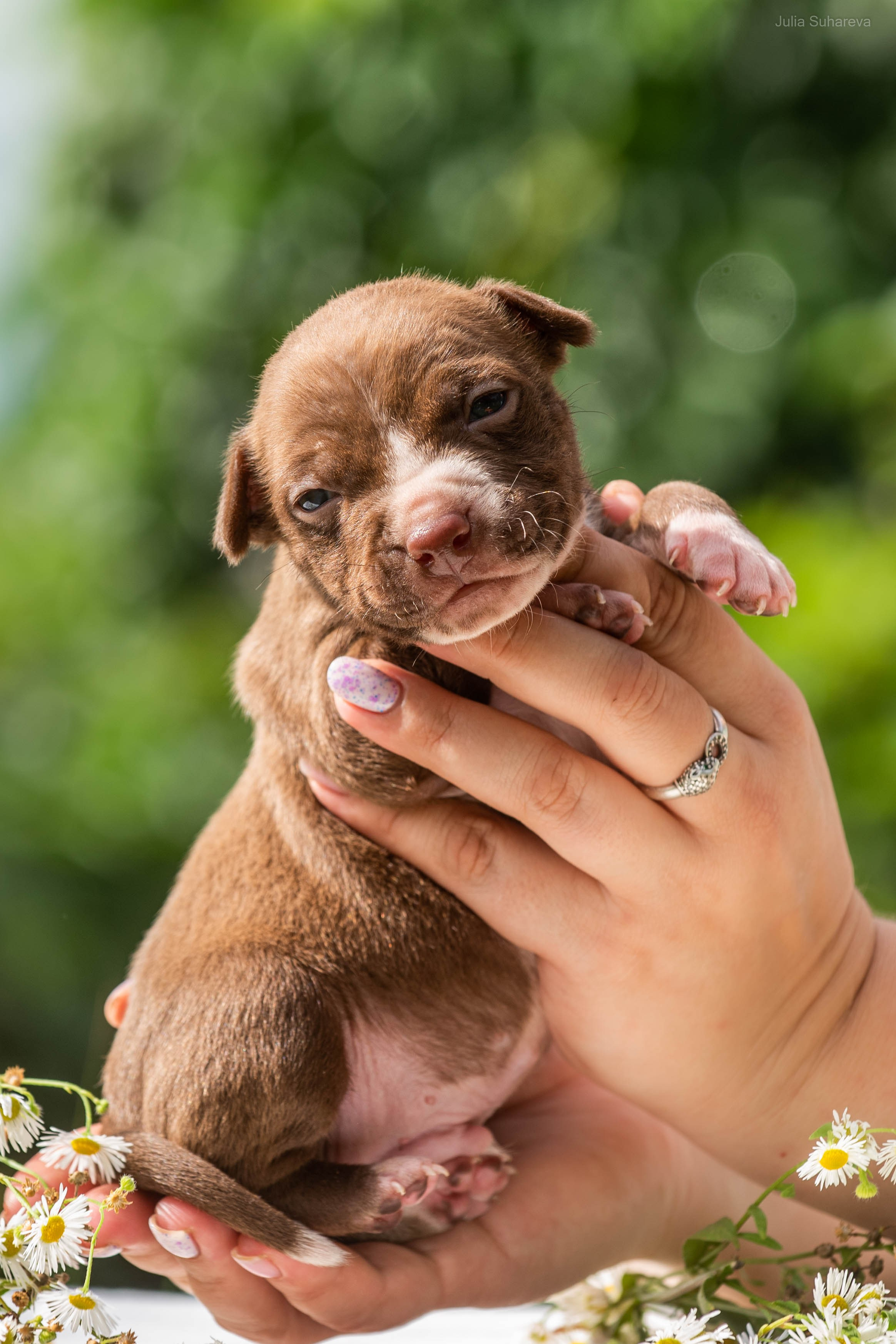 Щенки 2 недели. Главная