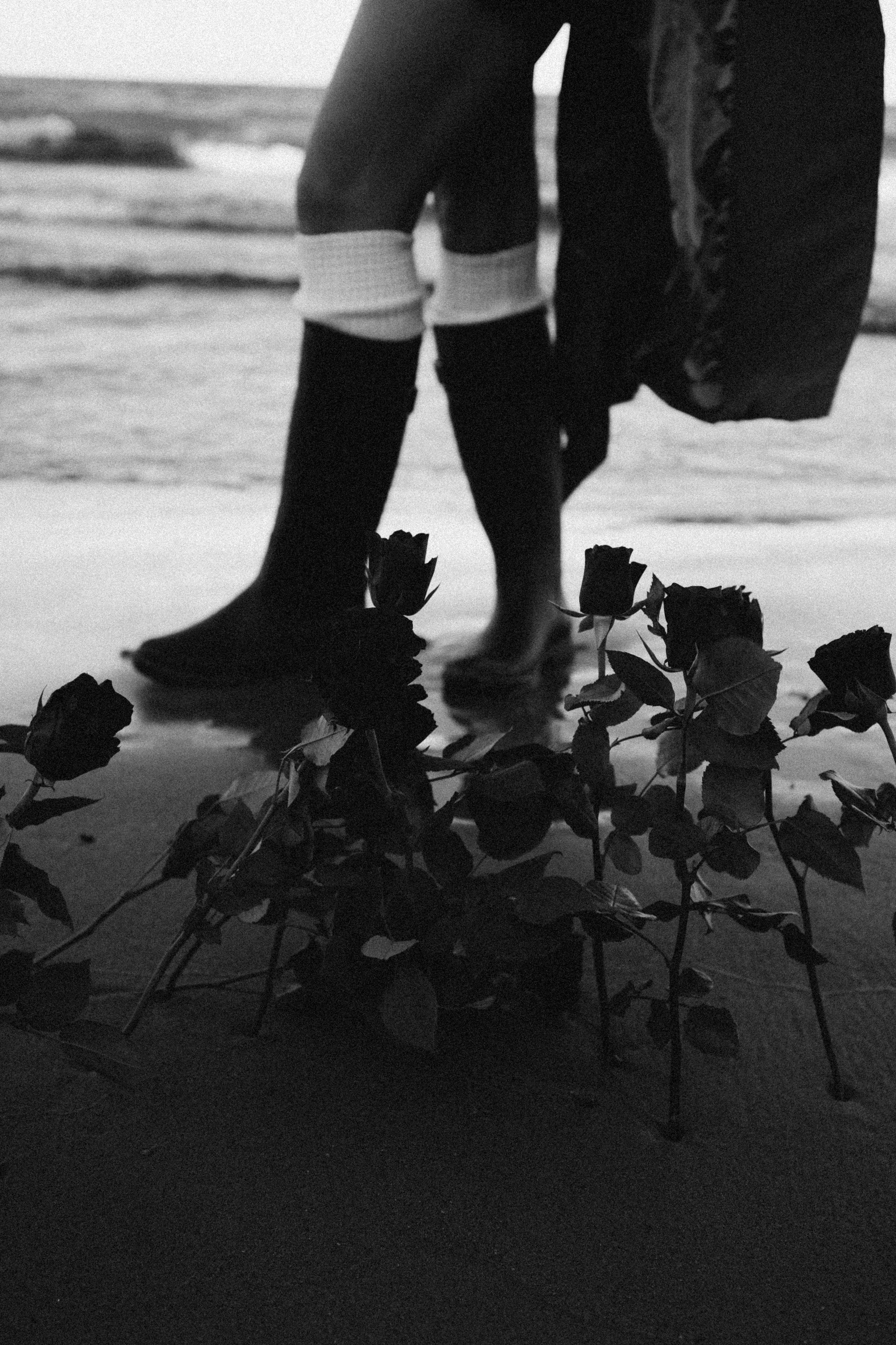 Розы. Профессиональный фотограф, Санкт-Петербург — Виктория Богомолова