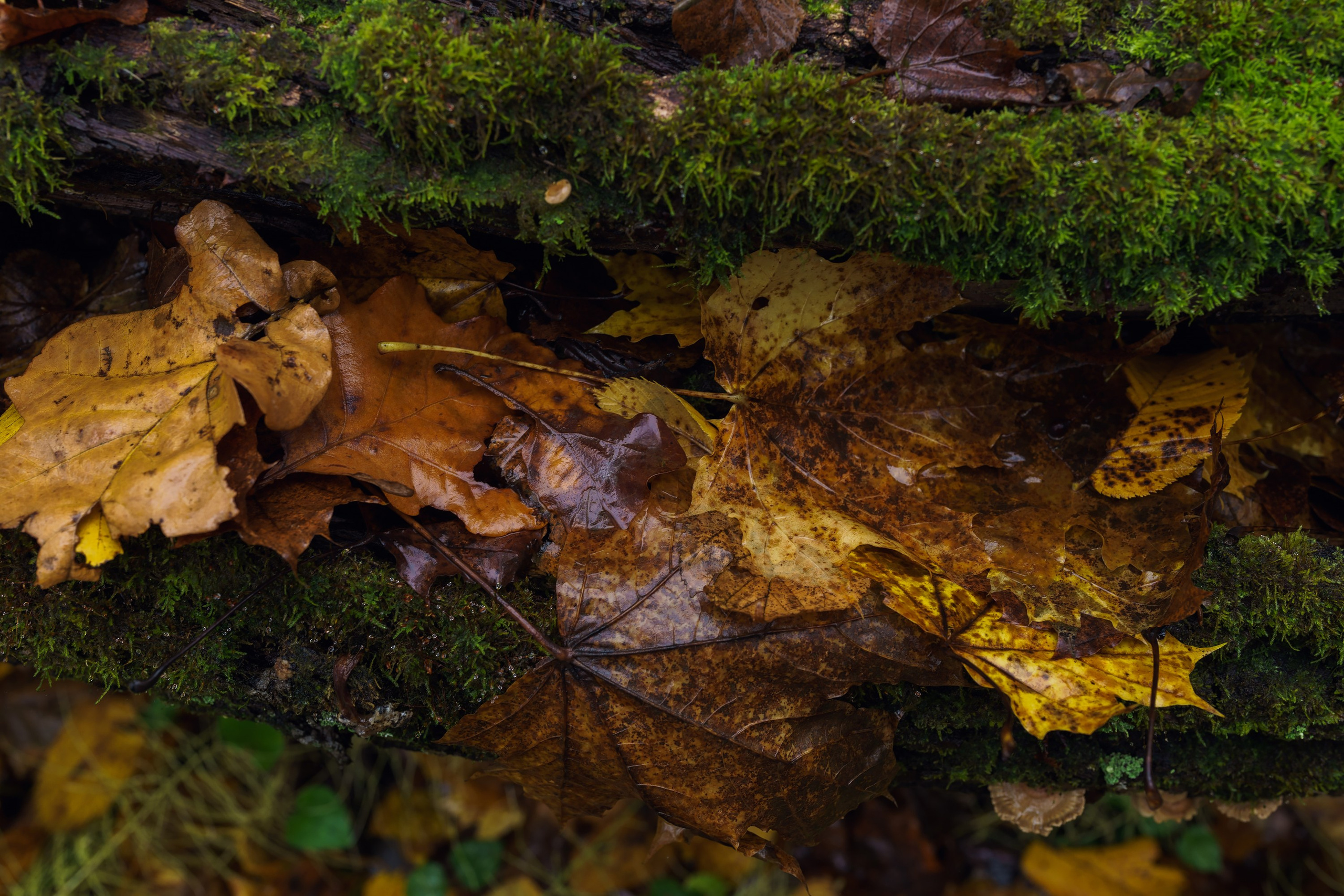 Фотографии Трейл Кутузов 2025. Фотограф спортивные события, недвижимость, турбизнес