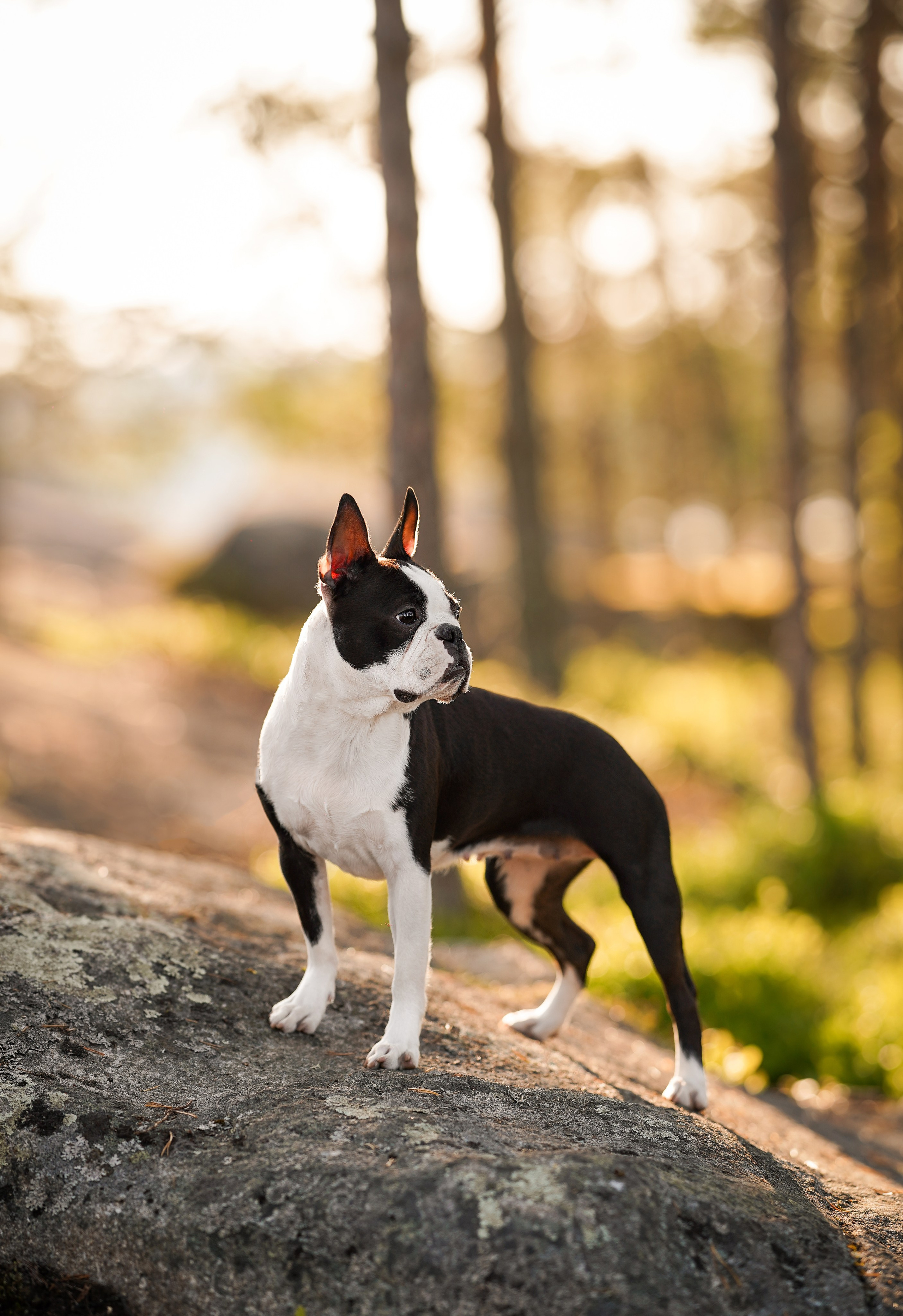 Даша Фифа Гага и Вениамина. Фотограф-анималист в Санкт-Петербурге Яна Мартынова