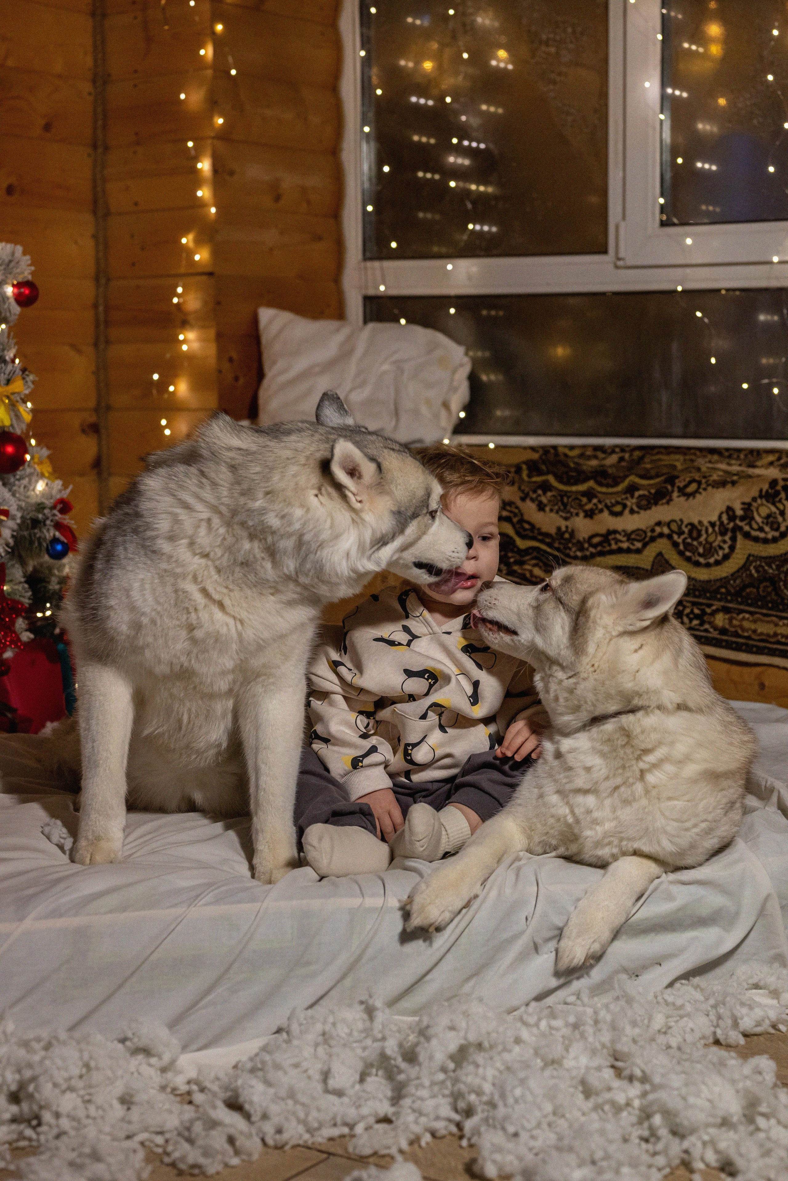 Фотопроект с хаски 2024 г. Фотограф в городе Салават