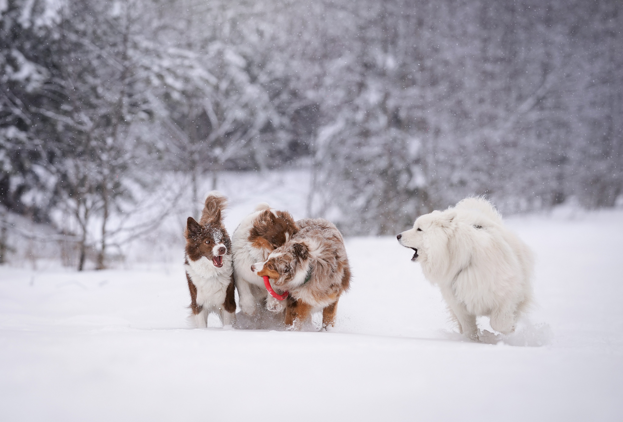 Красно-рыжая банда. Фотограф-анималист в Санкт-Петербурге Яна Мартынова