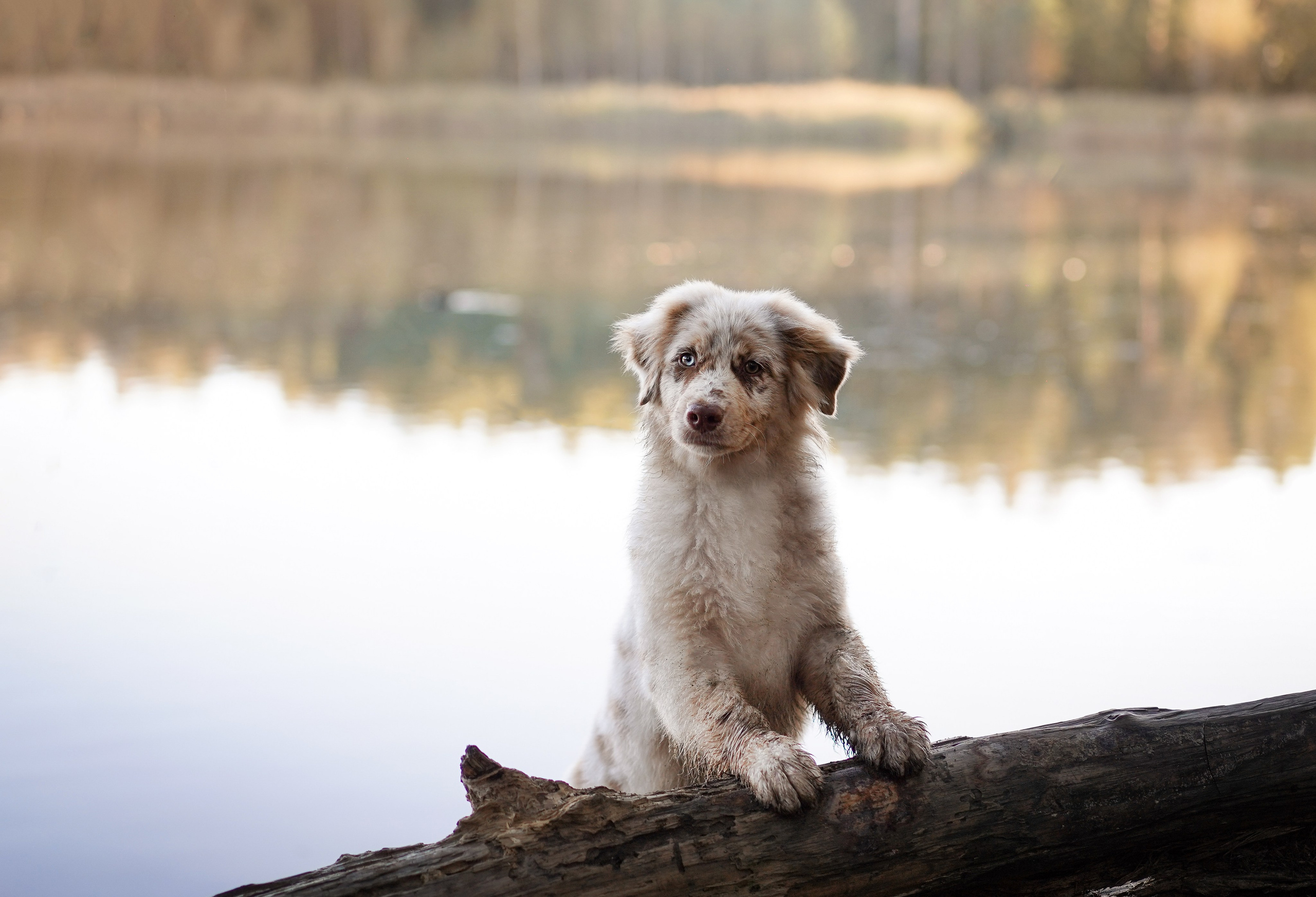 Катя Сэнди и Рокки. Фотограф-анималист в Санкт-Петербурге Яна Мартынова
