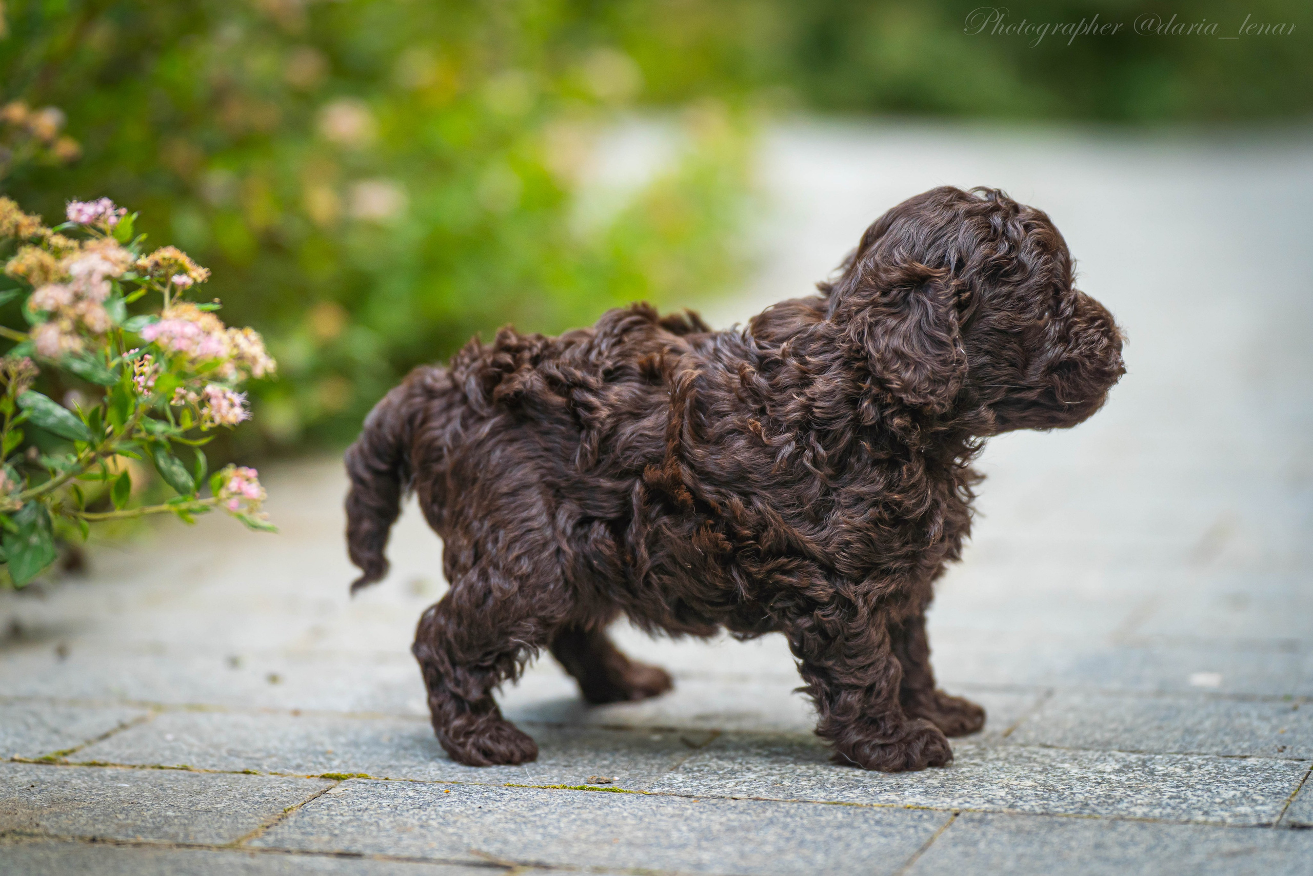 Питомник мини-пуделей. Фотограф в Москве Ленарская Дарья