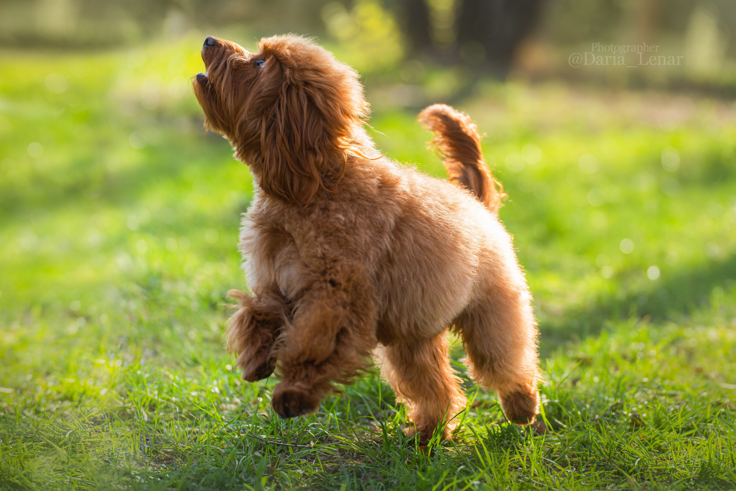 Выставки собак. Фотограф в Москве Ленарская Дарья