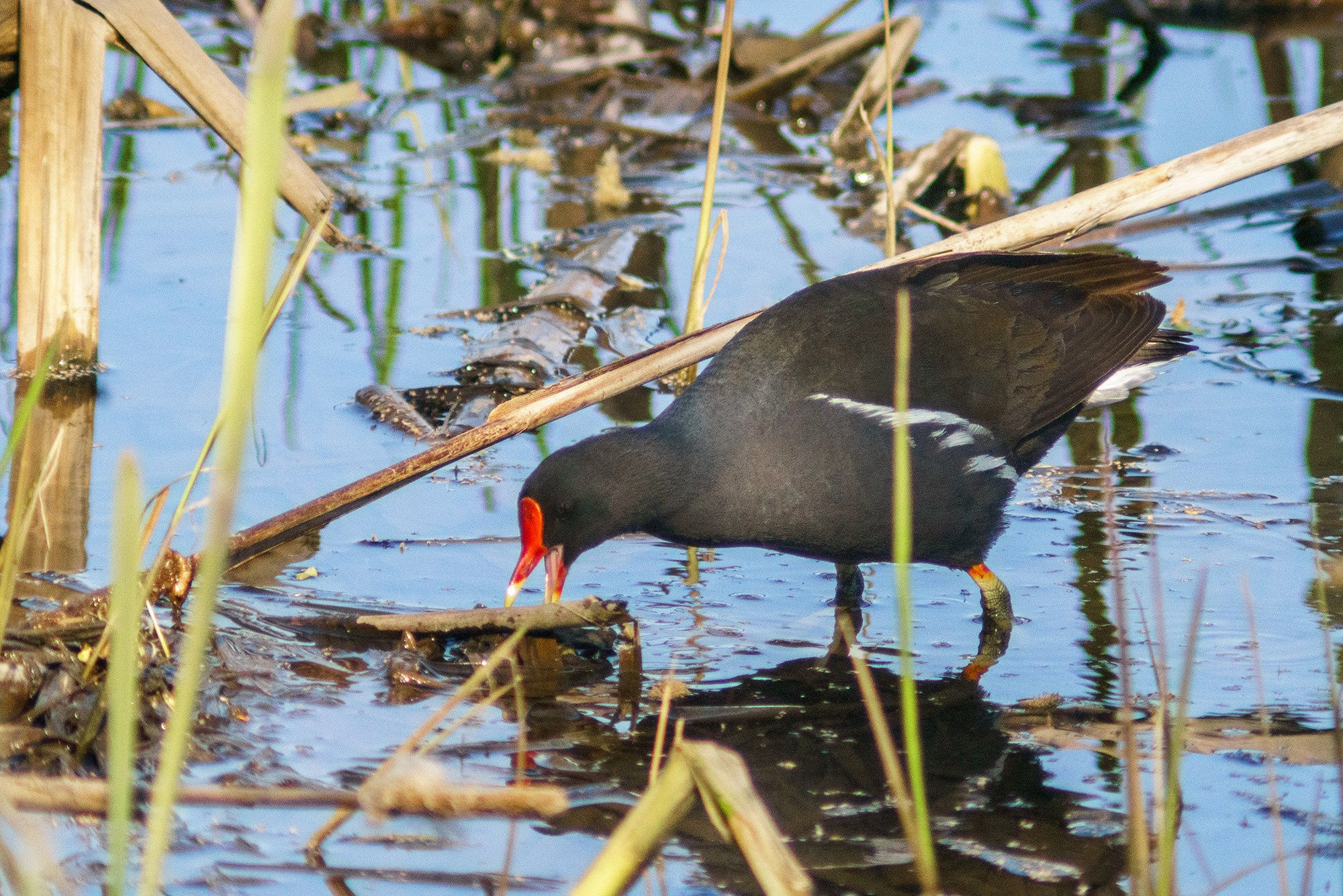 Удивительные мир птиц. Вокруг нас столько прекрасного — присмотритесь!. Ваш личный фотограф Марина Волкова