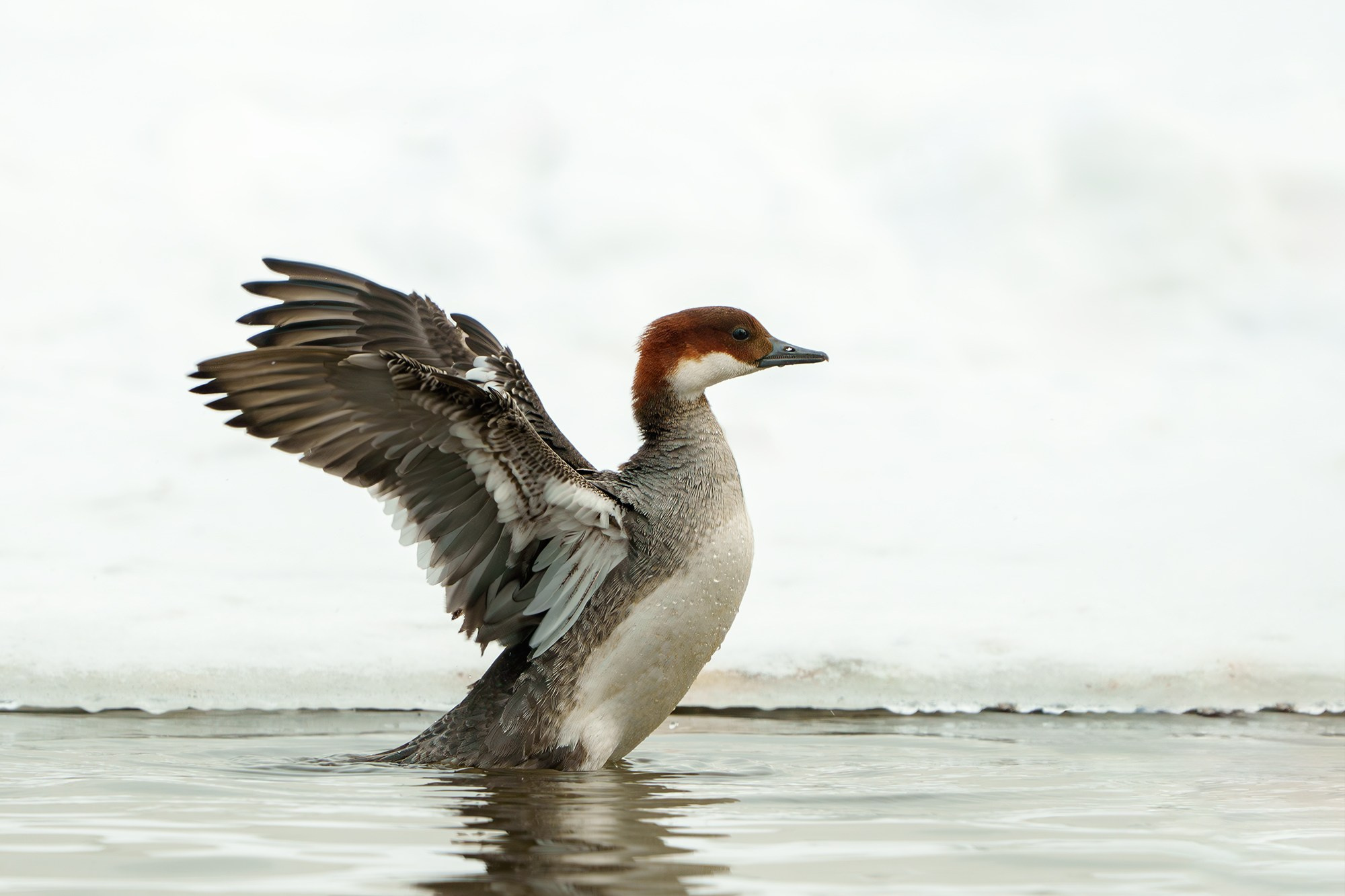 Удивительные мир птиц. Вокруг нас столько прекрасного — присмотритесь!. Ваш личный фотограф Марина Волкова