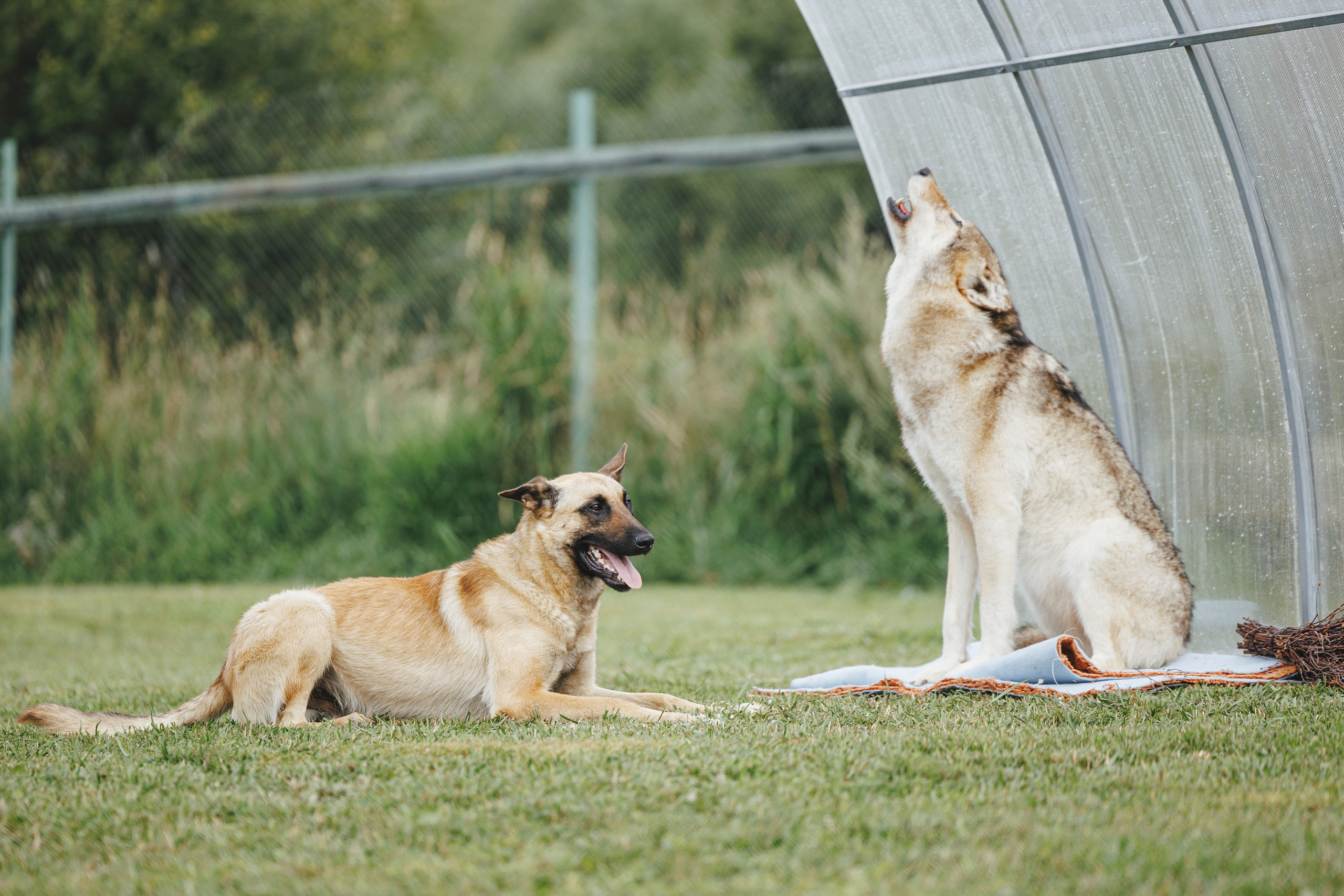 08.08.25-10.08.25 ЧР по мондьорингу г. Вологда. Фотограф-анималист Анна Маринич