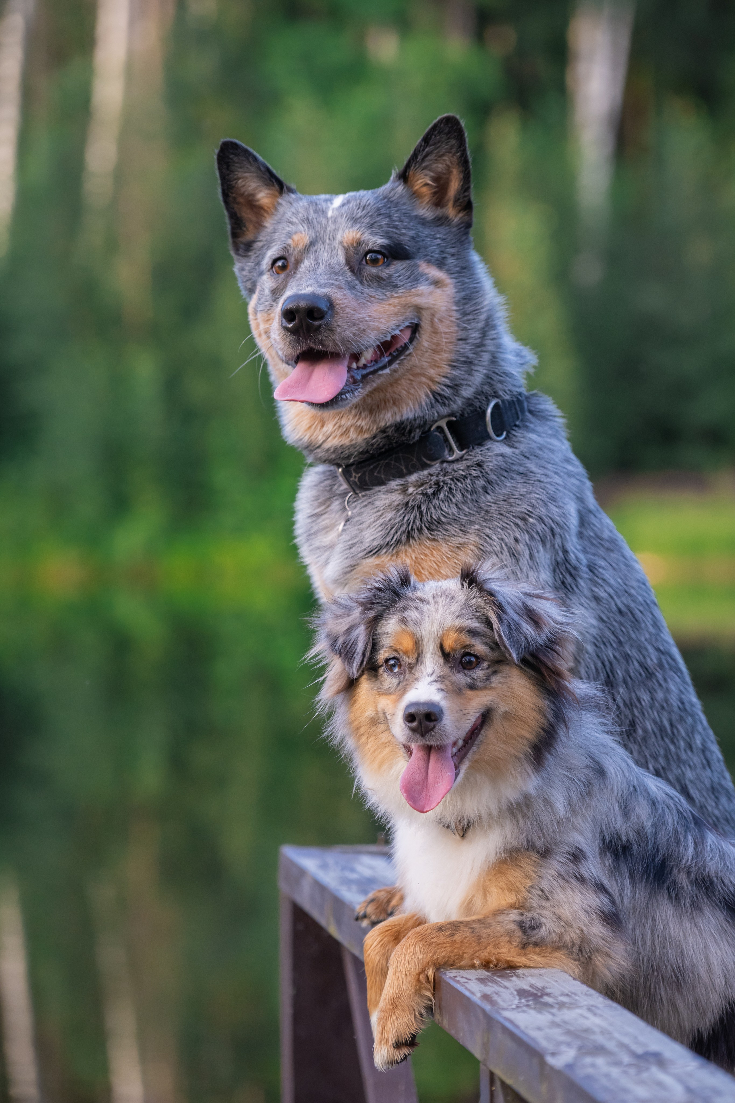Портреты питомцев. Фотограф в Санкт-Петербурге Александра Ладыгина