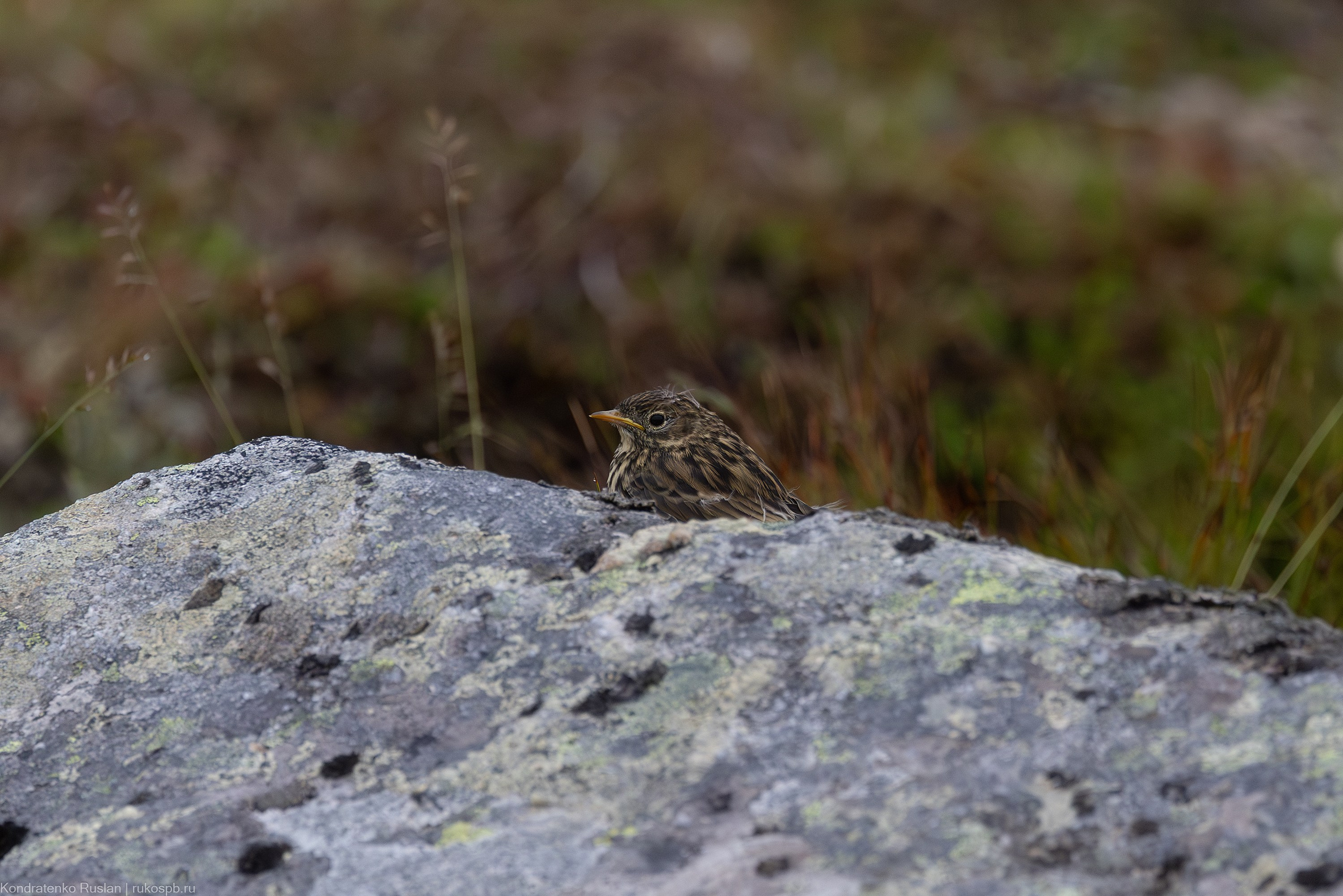 Луговой конёк. Архитектурный и пейзажный фотограф Кондратенко Руслан, Санкт-Петербург