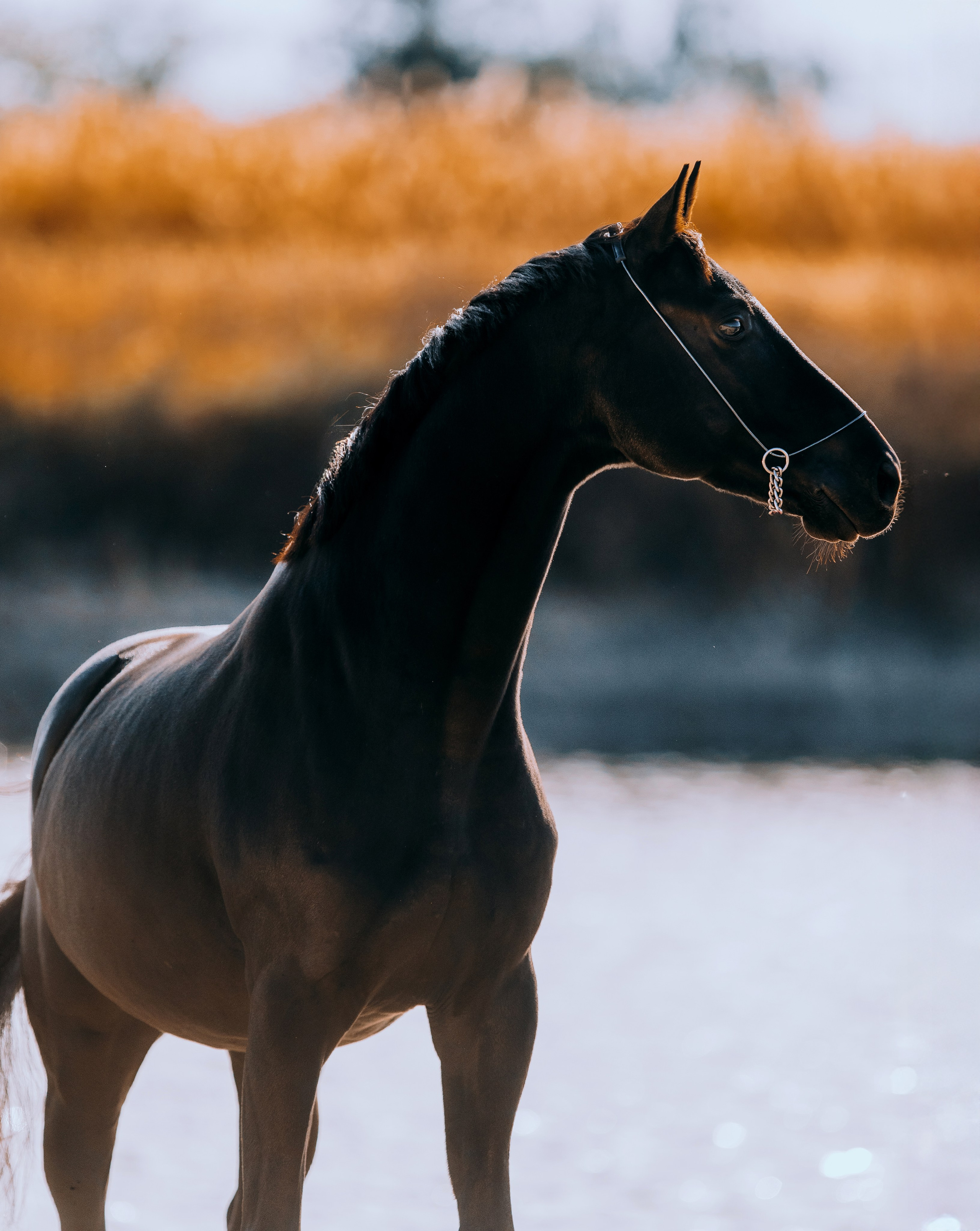 На природе. Фотограф-анималист Ксендзова Кристина