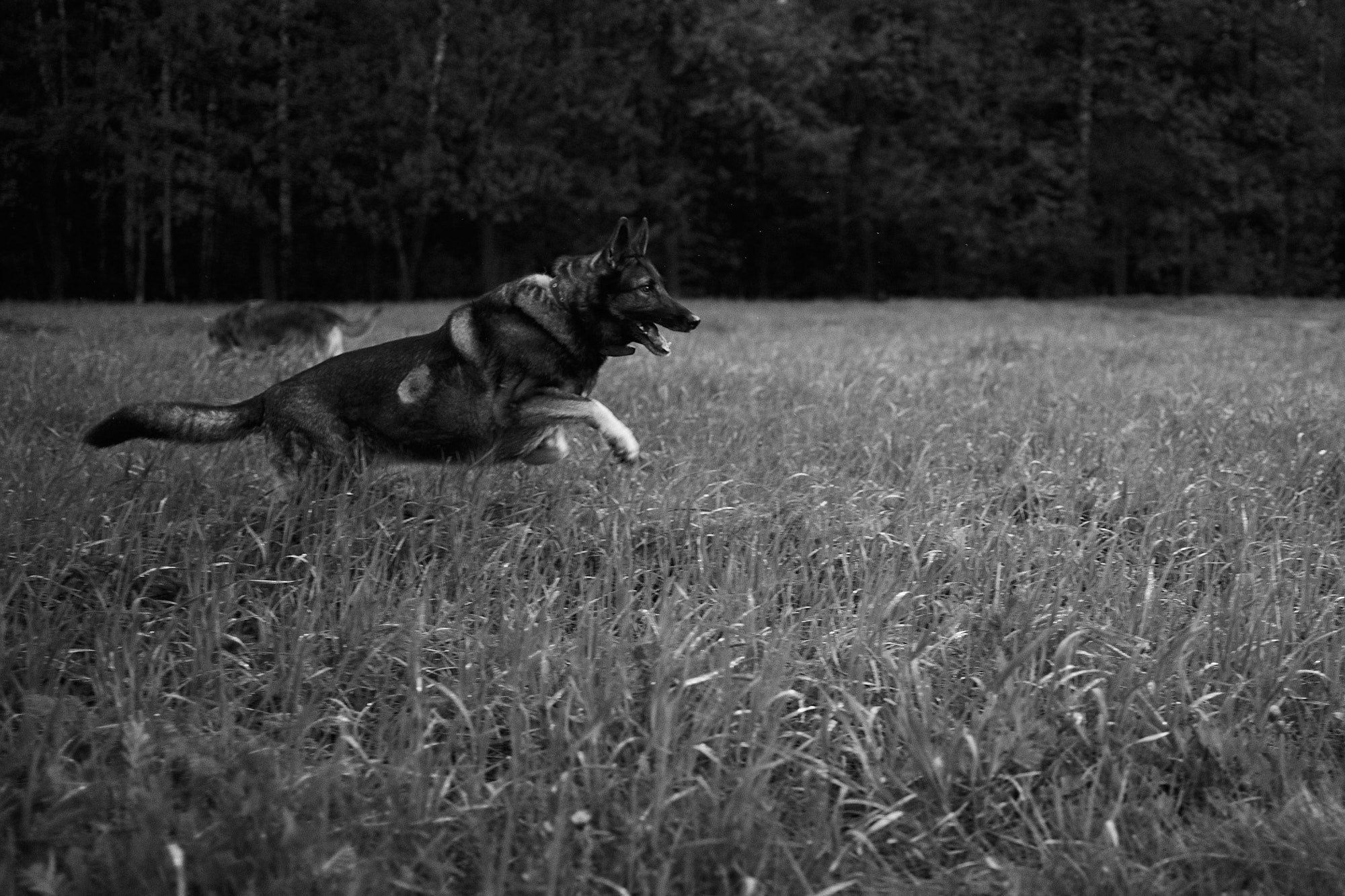 Дима, Рыжий и Воля. Фотограф анималист Москва Дарья