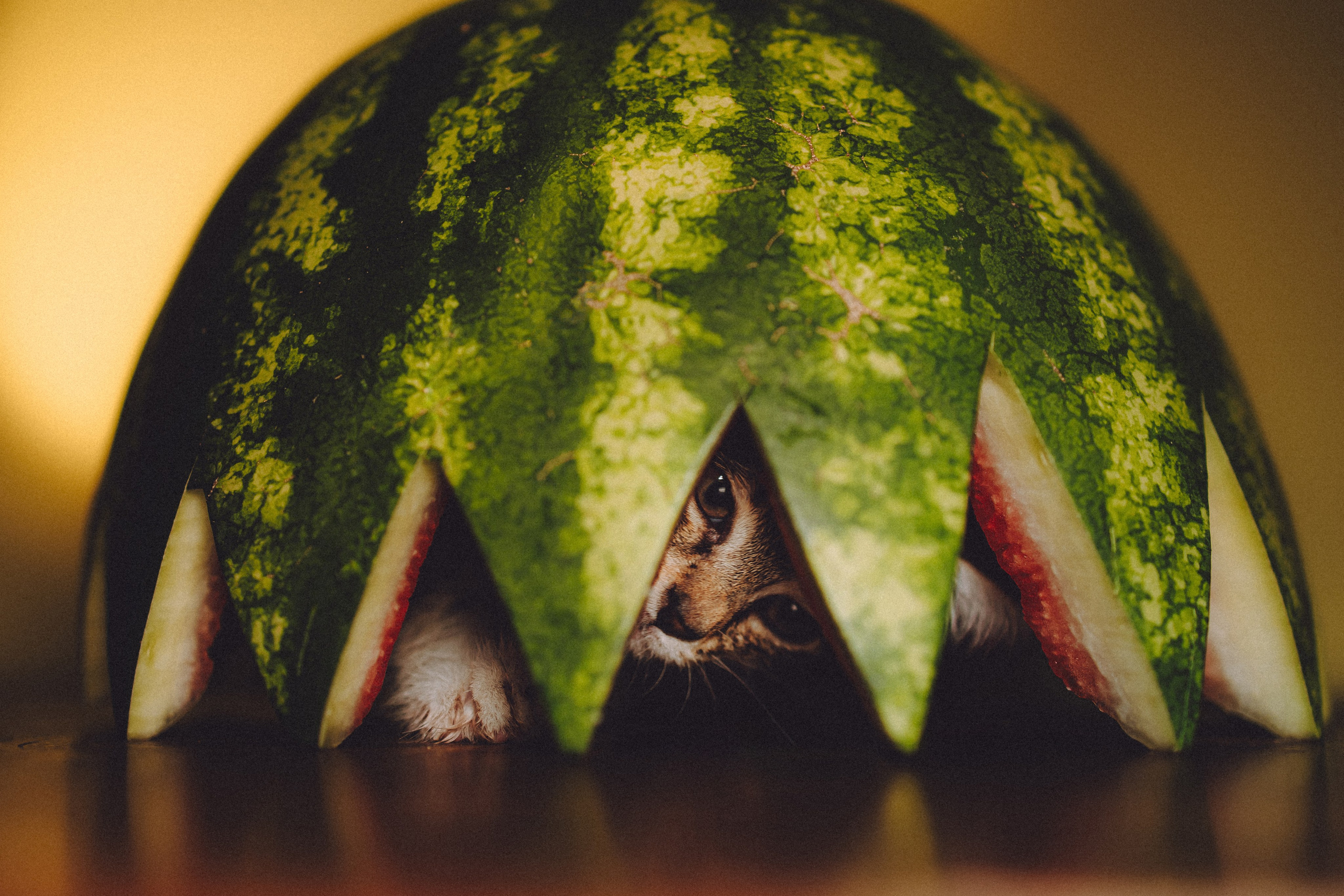 Сирена и арбуз