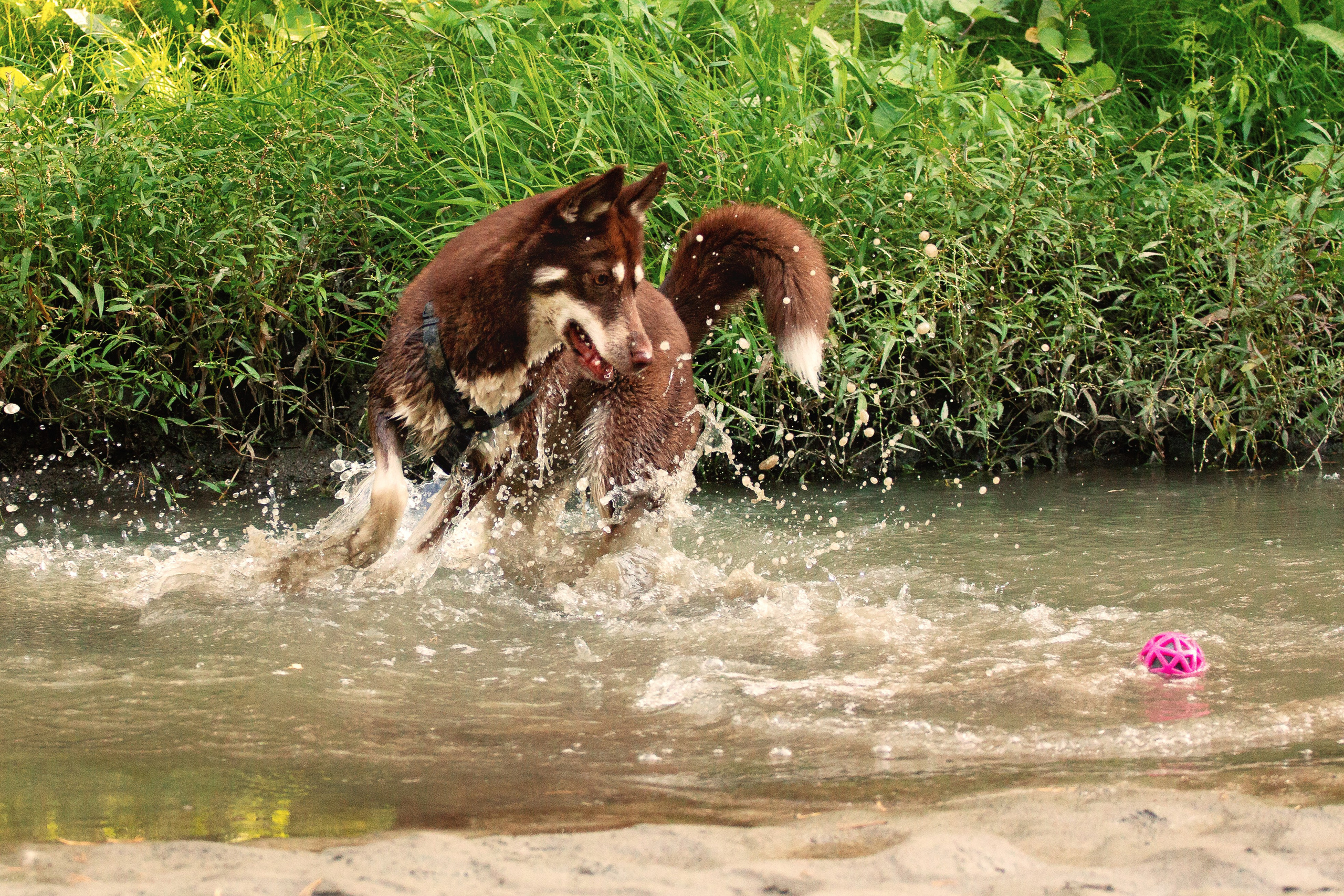Светлана и Тисэ. YULA KOLESOVA | Фотограф — Анималист | Художник | Тюмень
