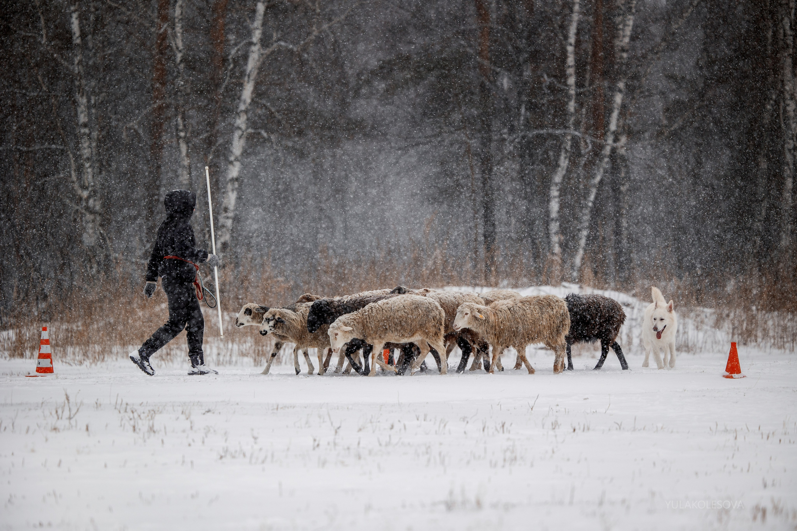 Пастуший интенсив, ноябрь 2024. YULA KOLESOVA | Фотограф — Анималист | Художник | Тюмень