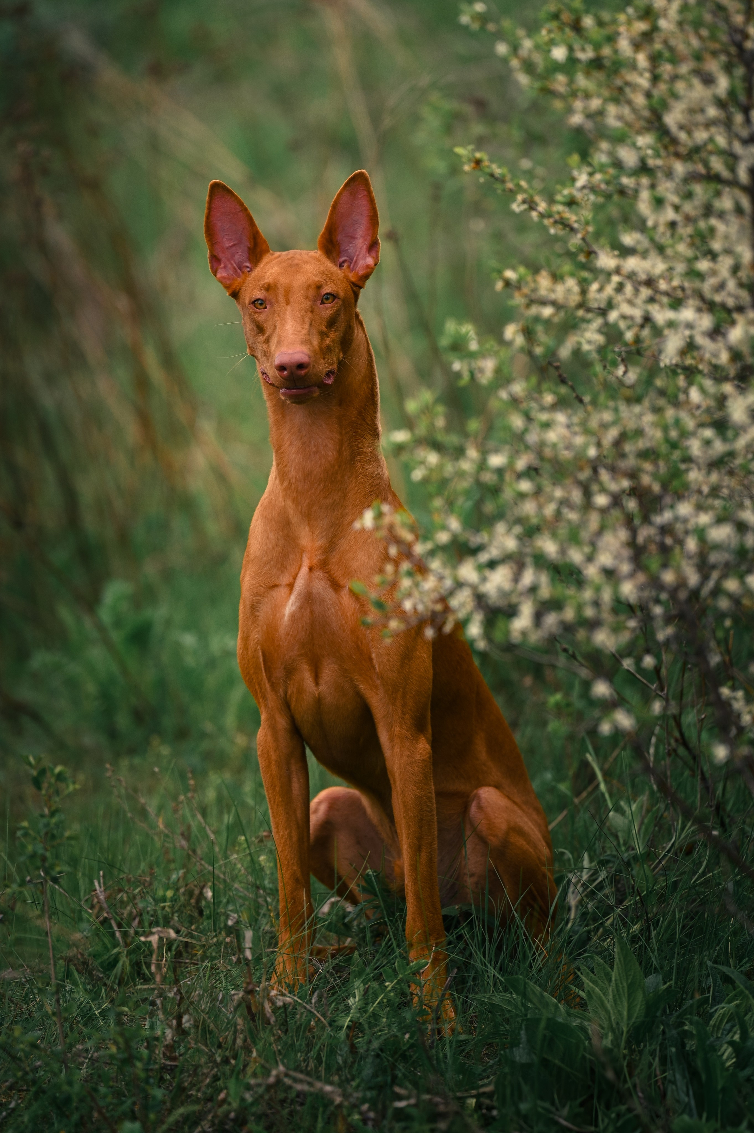 Фараонова собака Ромарио. Фотограф в Ростове —на — Дону