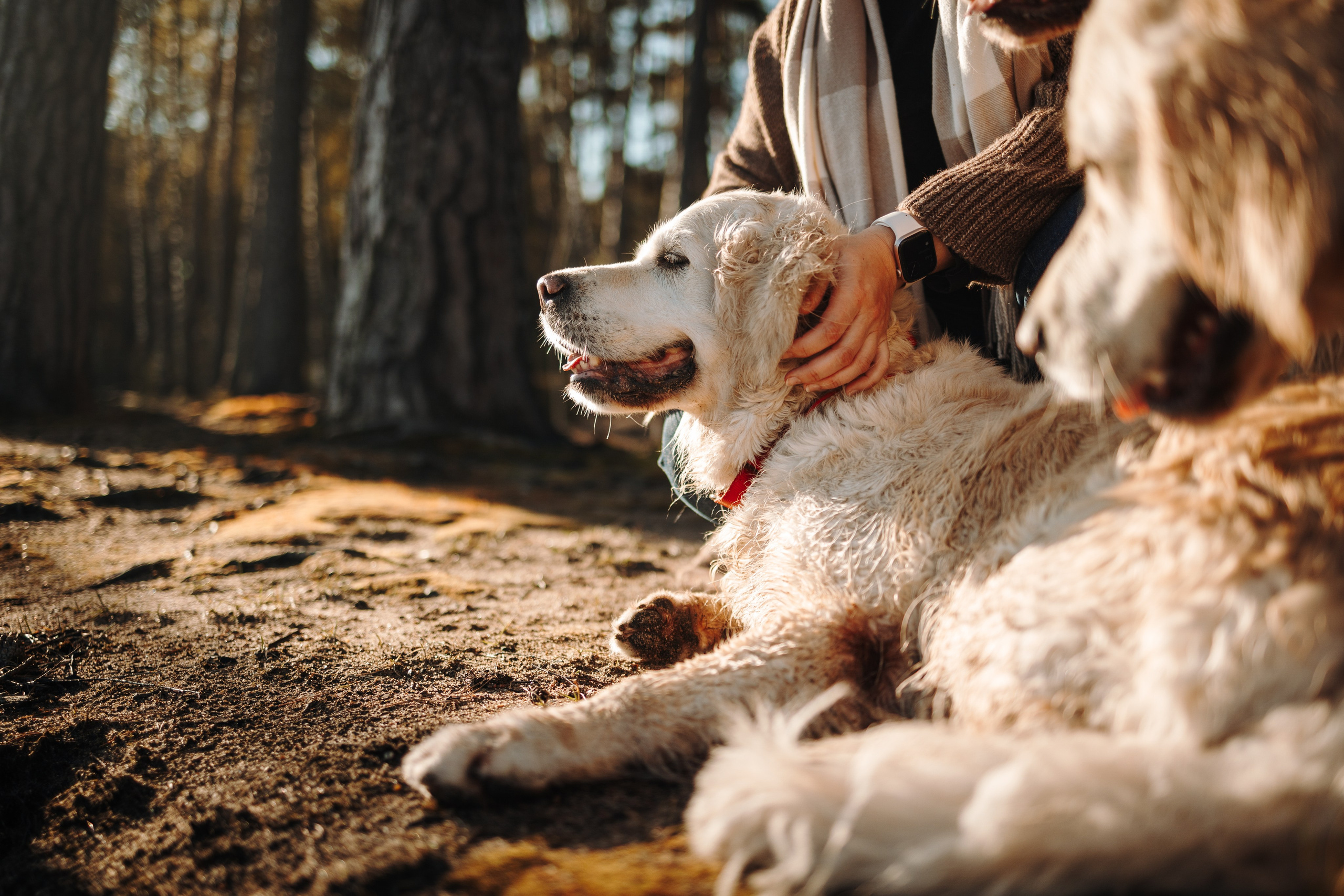 Катя и ее девочки. Фотограф — Анималист | Санкт-Петербург