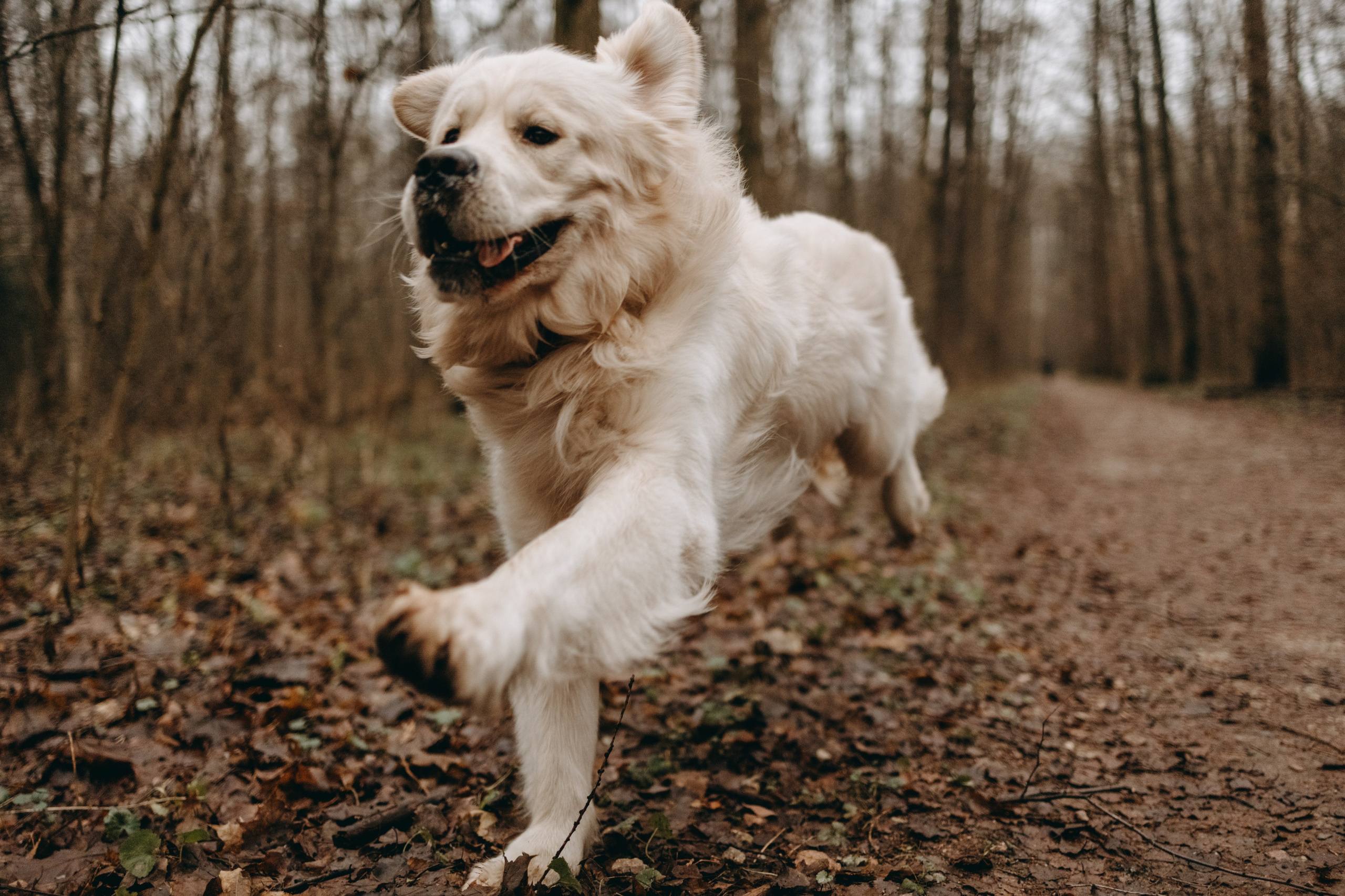 Лаки и его семья. Фотограф — Анималист | Санкт-Петербург
