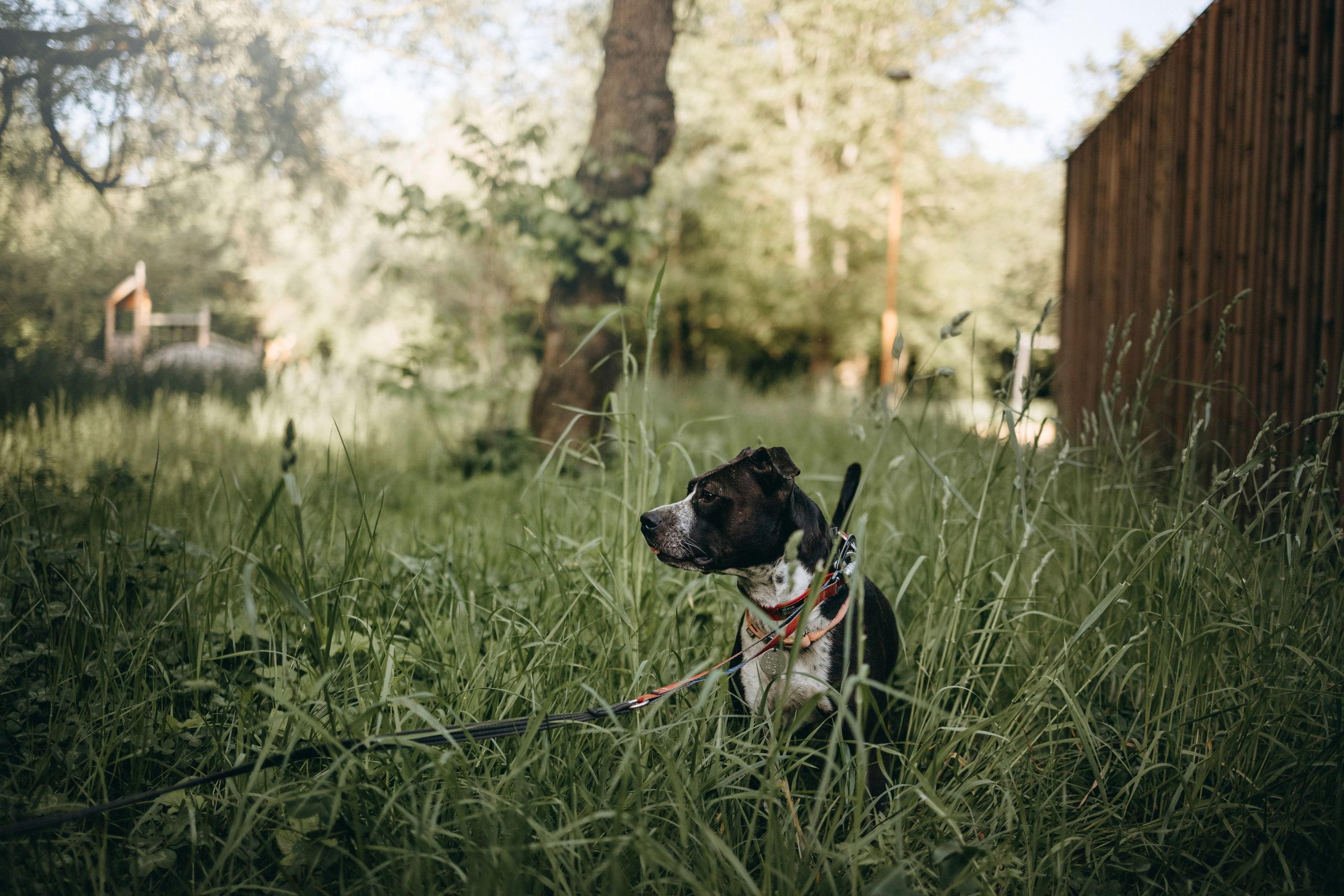Татьяна, Сергей и их Булочка и Пончик. Фотограф — Анималист | Санкт-Петербург