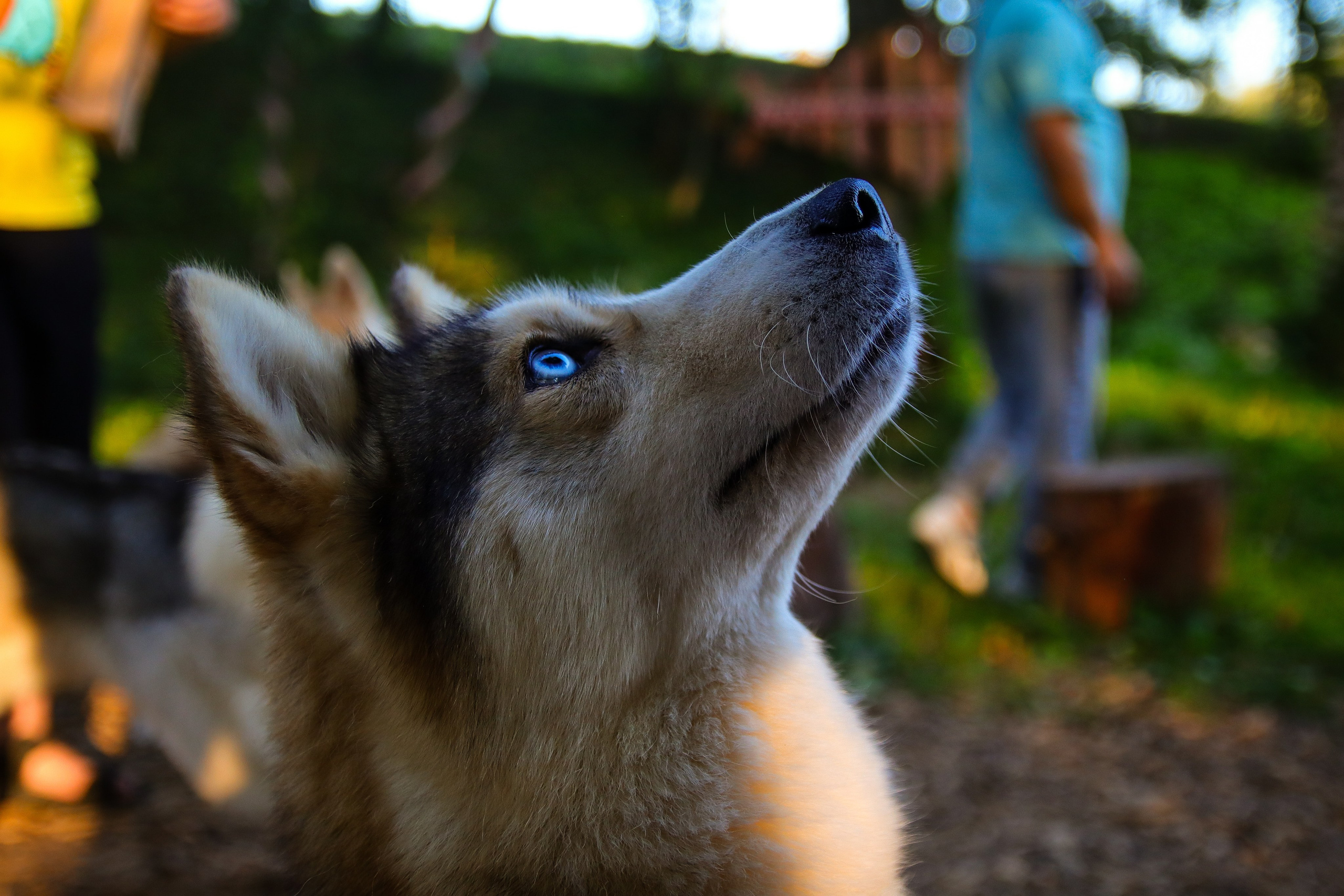 Животные и птицы. Фотограф и видеограф Лашманов Павел
