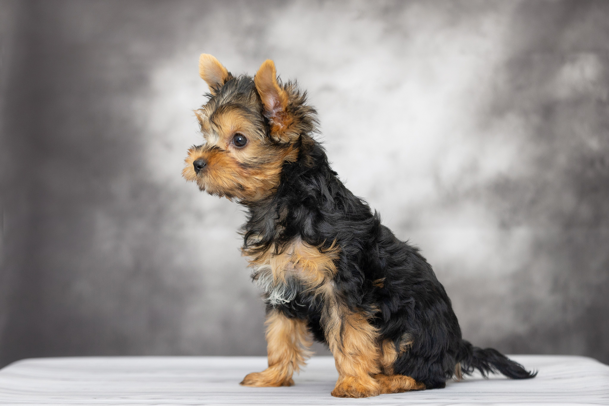 Щенки. Slavilada-Лапки. Свет. Любовь… Профессиональная фотосессия питомцев Для памяти, пристройства и продажи. Хабаровск