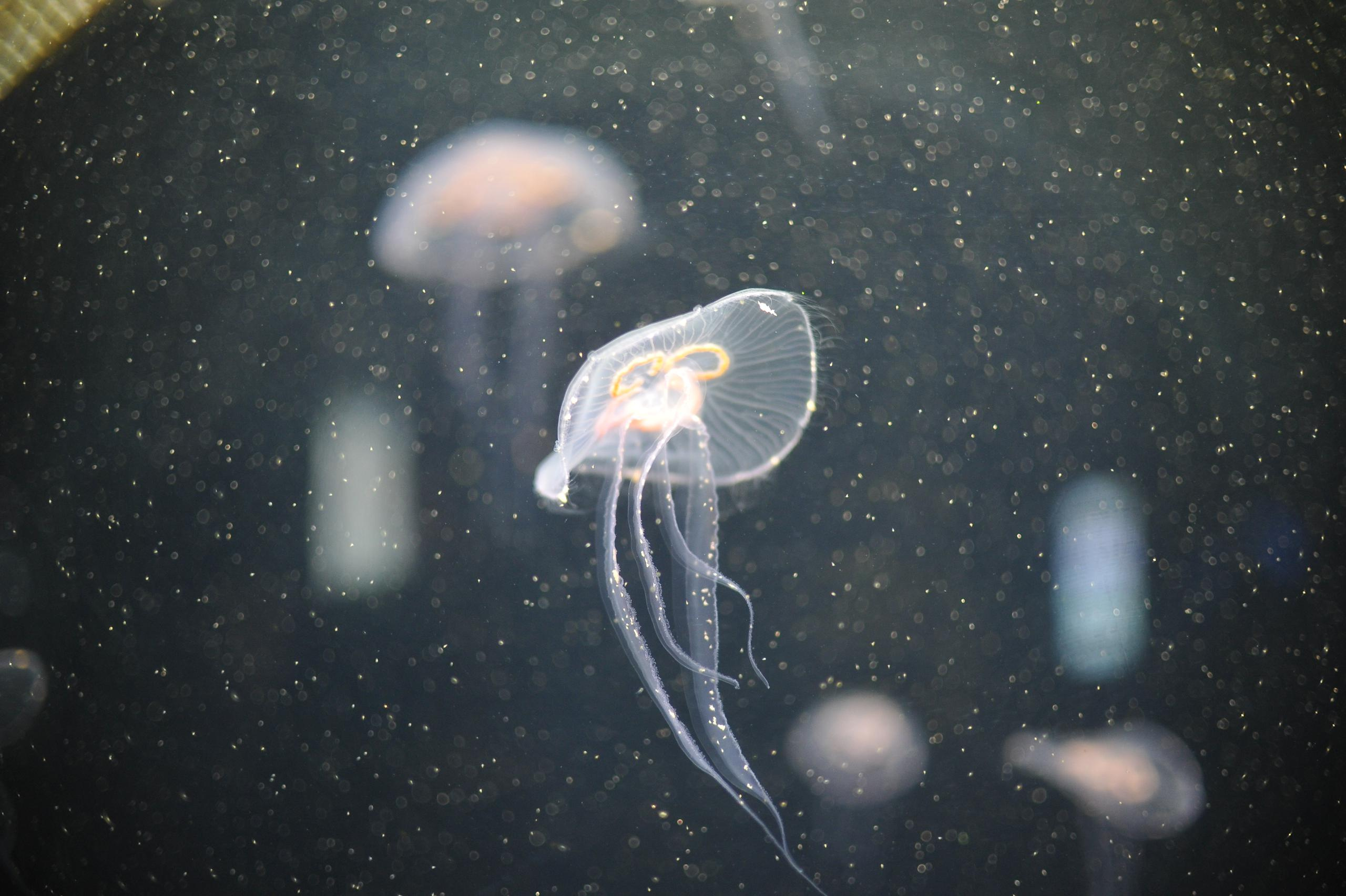 underwater, blue, medusa, background, nature, water, ocean, aquarium, semitransparent, beautiful, transparent, jellyfish, animal, creature, glow, dark, life, danger, aquatic, jelly, diving, decoration, flow, soft, drift, shape, closeup, backdrop, color, deep, fluorescent, exotic, round, poison, sea, sealife, toxic, translucent, transparency, wild, wildlife, подводный, синий, Медуза, фон, природа, вода, океан, аквариум, полупрозрачный, красивый, прозрачный, Медуза, животное, существо, свечение, темный, жизнь, опасность, водный, желе, дайвинг, украшение, поток, мягкий, дрейф, форма, крупным планом, фон, Цвет, глубокий, флуоресцентный, экзотический, круглый, яд, море, морская жизнь, токсичный, полупрозрачный, прозрачность, дикий, дикая природа, Россия, фотограф, nikon, nikond3s, фотографмосква, photographer, sport, russia, путешествие, Россия, химки, Краснодар, сочи, спорт, photography, москва, Армавир, Астрахань, moscow, travel, travelphotography, nikoneurope, natgeotravel, nikonrussia, natgeo, natgeoru, nationalgeographic, pavelrudomanov, photographersofrussia