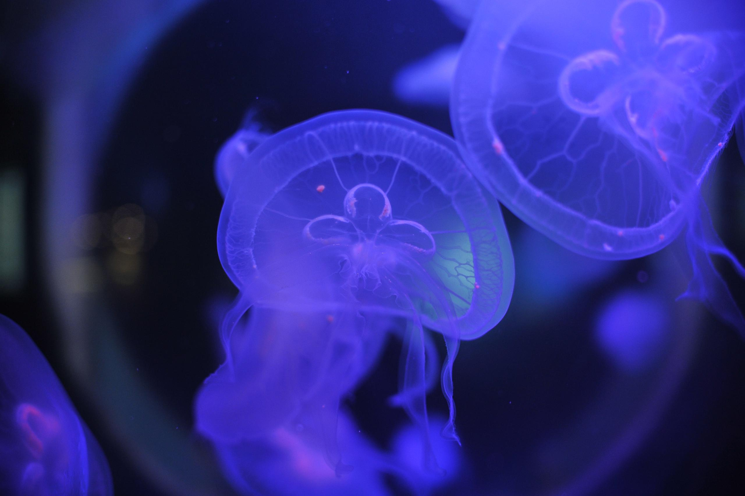 underwater, blue, medusa, background, nature, water, ocean, aquarium, semitransparent, beautiful, transparent, jellyfish, animal, creature, glow, dark, life, danger, aquatic, jelly, diving, decoration, flow, soft, drift, shape, closeup, backdrop, color, deep, fluorescent, exotic, round, poison, sea, sealife, toxic, translucent, transparency, wild, wildlife, подводный, синий, Медуза, фон, природа, вода, океан, аквариум, полупрозрачный, красивый, прозрачный, Медуза, животное, существо, свечение, темный, жизнь, опасность, водный, желе, дайвинг, украшение, поток, мягкий, дрейф, форма, крупным планом, фон, Цвет, глубокий, флуоресцентный, экзотический, круглый, яд, море, морская жизнь, токсичный, полупрозрачный, прозрачность, дикий, дикая природа, Россия, фотограф, nikon, nikond3s, фотографмосква, photographer, sport, russia, путешествие, Россия, химки, Краснодар, сочи, спорт, photography, москва, Армавир, Астрахань, moscow, travel, travelphotography, nikoneurope, natgeotravel, nikonrussia, natgeo, natgeoru, nationalgeographic, pavelrudomanov, photographersofrussia