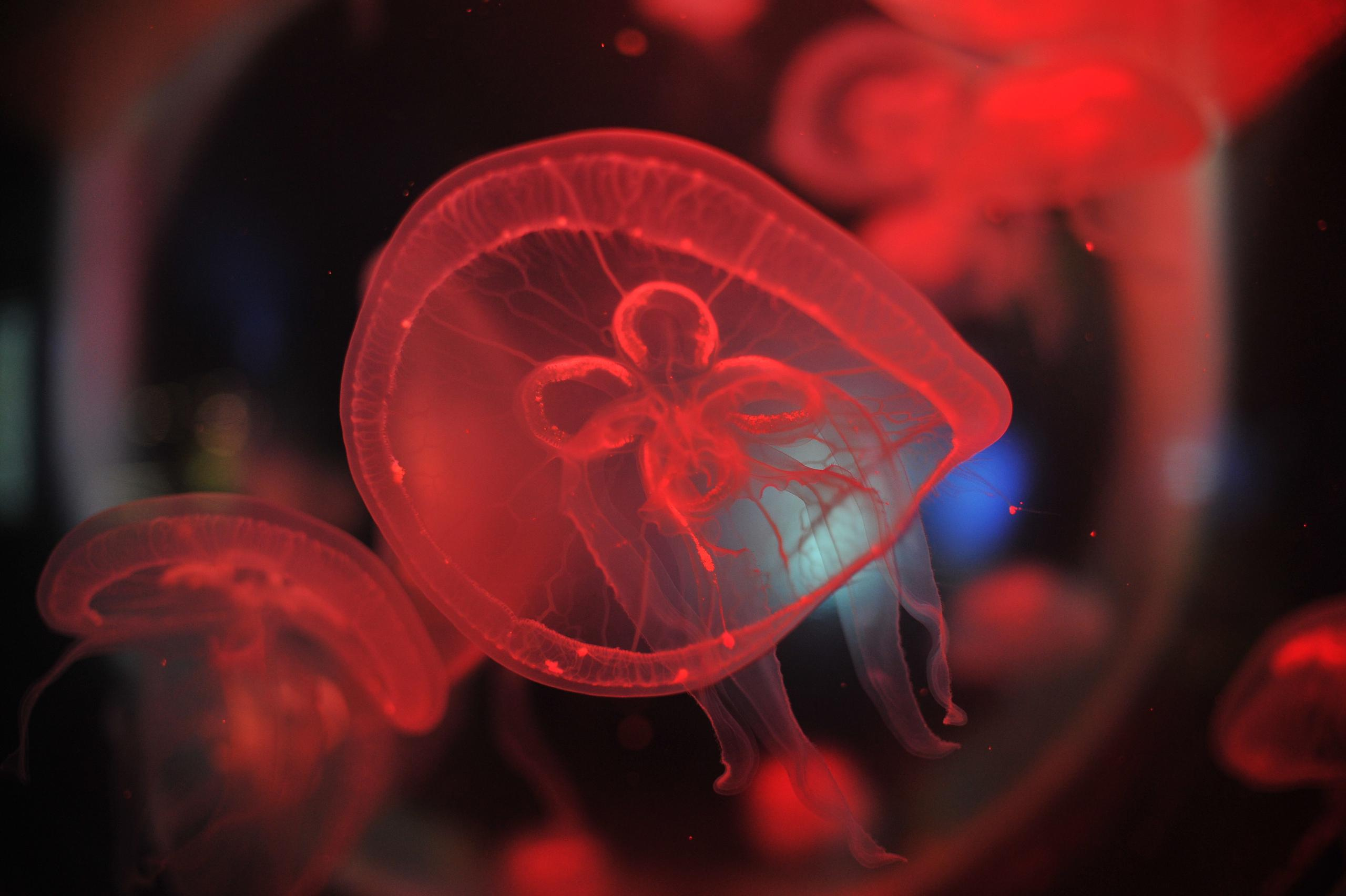 underwater, blue, medusa, background, nature, water, ocean, aquarium, semitransparent, beautiful, transparent, jellyfish, animal, creature, glow, dark, life, danger, aquatic, jelly, diving, decoration, flow, soft, drift, shape, closeup, backdrop, color, deep, fluorescent, exotic, round, poison, sea, sealife, toxic, translucent, transparency, wild, wildlife, подводный, синий, Медуза, фон, природа, вода, океан, аквариум, полупрозрачный, красивый, прозрачный, Медуза, животное, существо, свечение, темный, жизнь, опасность, водный, желе, дайвинг, украшение, поток, мягкий, дрейф, форма, крупным планом, фон, Цвет, глубокий, флуоресцентный, экзотический, круглый, яд, море, морская жизнь, токсичный, полупрозрачный, прозрачность, дикий, дикая природа, Россия, фотограф, nikon, nikond3s, фотографмосква, photographer, sport, russia, путешествие, Россия, химки, Краснодар, сочи, спорт, photography, москва, Армавир, Астрахань, moscow, travel, travelphotography, nikoneurope, natgeotravel, nikonrussia, natgeo, natgeoru, nationalgeographic, pavelrudomanov, photographersofrussia