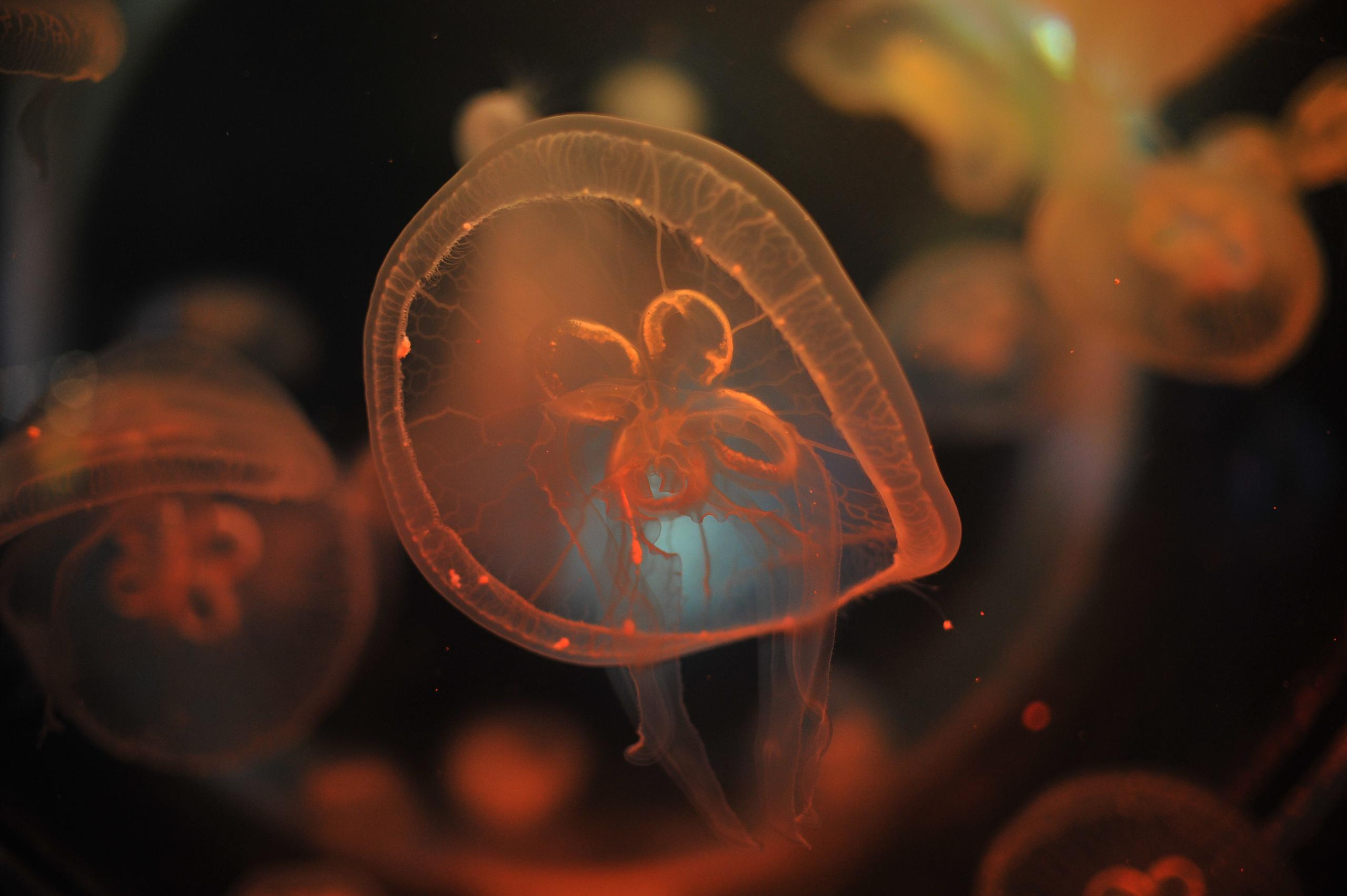 underwater, blue, medusa, background, nature, water, ocean, aquarium, semitransparent, beautiful, transparent, jellyfish, animal, creature, glow, dark, life, danger, aquatic, jelly, diving, decoration, flow, soft, drift, shape, closeup, backdrop, color, deep, fluorescent, exotic, round, poison, sea, sealife, toxic, translucent, transparency, wild, wildlife, подводный, синий, Медуза, фон, природа, вода, океан, аквариум, полупрозрачный, красивый, прозрачный, Медуза, животное, существо, свечение, темный, жизнь, опасность, водный, желе, дайвинг, украшение, поток, мягкий, дрейф, форма, крупным планом, фон, Цвет, глубокий, флуоресцентный, экзотический, круглый, яд, море, морская жизнь, токсичный, полупрозрачный, прозрачность, дикий, дикая природа, Россия, фотограф, nikon, nikond3s, фотографмосква, photographer, sport, russia, путешествие, Россия, химки, Краснодар, сочи, спорт, photography, москва, Армавир, Астрахань, moscow, travel, travelphotography, nikoneurope, natgeotravel, nikonrussia, natgeo, natgeoru, nationalgeographic, pavelrudomanov, photographersofrussia