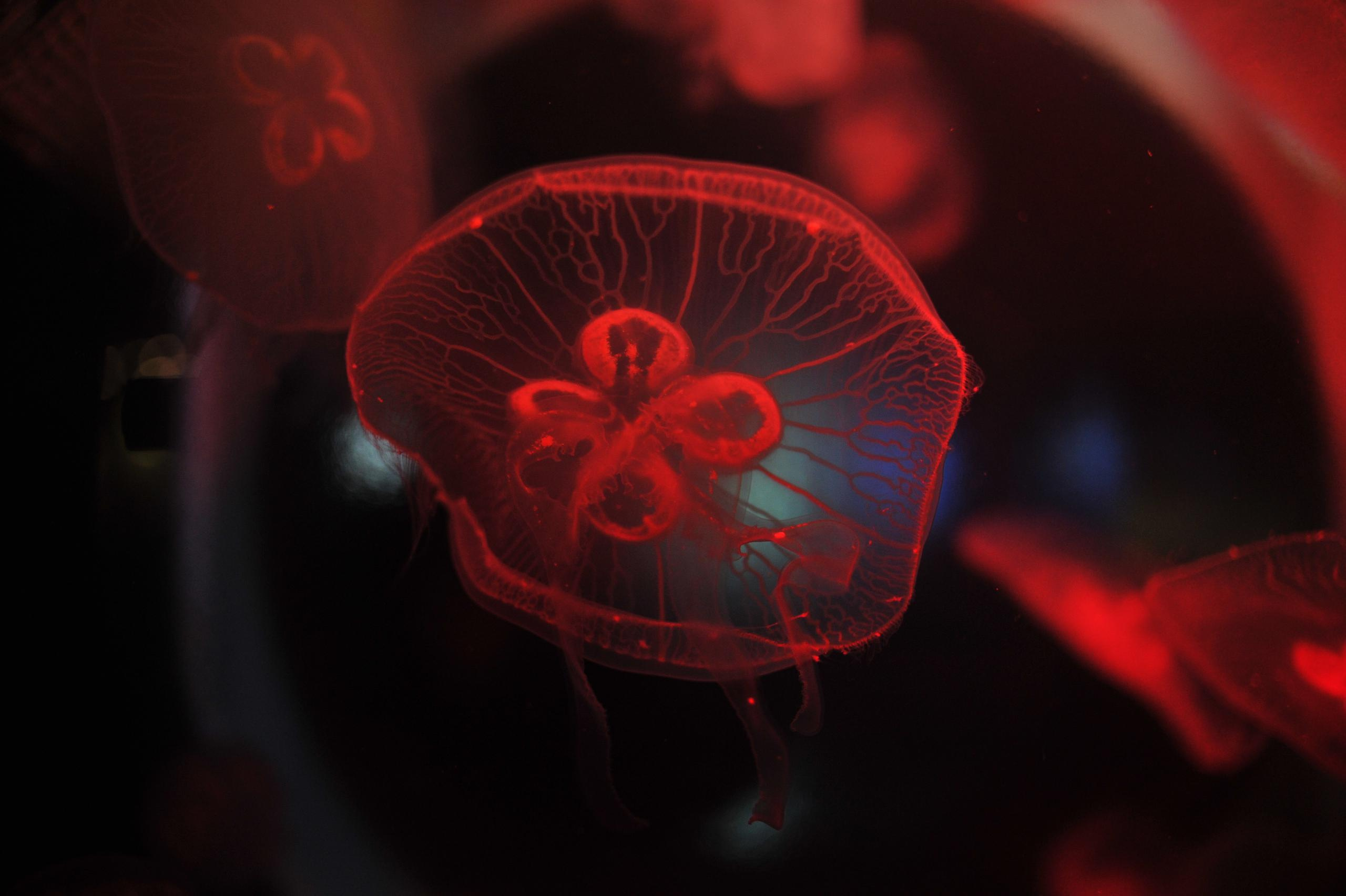 underwater, blue, medusa, background, nature, water, ocean, aquarium, semitransparent, beautiful, transparent, jellyfish, animal, creature, glow, dark, life, danger, aquatic, jelly, diving, decoration, flow, soft, drift, shape, closeup, backdrop, color, deep, fluorescent, exotic, round, poison, sea, sealife, toxic, translucent, transparency, wild, wildlife, подводный, синий, Медуза, фон, природа, вода, океан, аквариум, полупрозрачный, красивый, прозрачный, Медуза, животное, существо, свечение, темный, жизнь, опасность, водный, желе, дайвинг, украшение, поток, мягкий, дрейф, форма, крупным планом, фон, Цвет, глубокий, флуоресцентный, экзотический, круглый, яд, море, морская жизнь, токсичный, полупрозрачный, прозрачность, дикий, дикая природа, Россия, фотограф, nikon, nikond3s, фотографмосква, photographer, sport, russia, путешествие, Россия, химки, Краснодар, сочи, спорт, photography, москва, Армавир, Астрахань, moscow, travel, travelphotography, nikoneurope, natgeotravel, nikonrussia, natgeo, natgeoru, nationalgeographic, pavelrudomanov, photographersofrussia