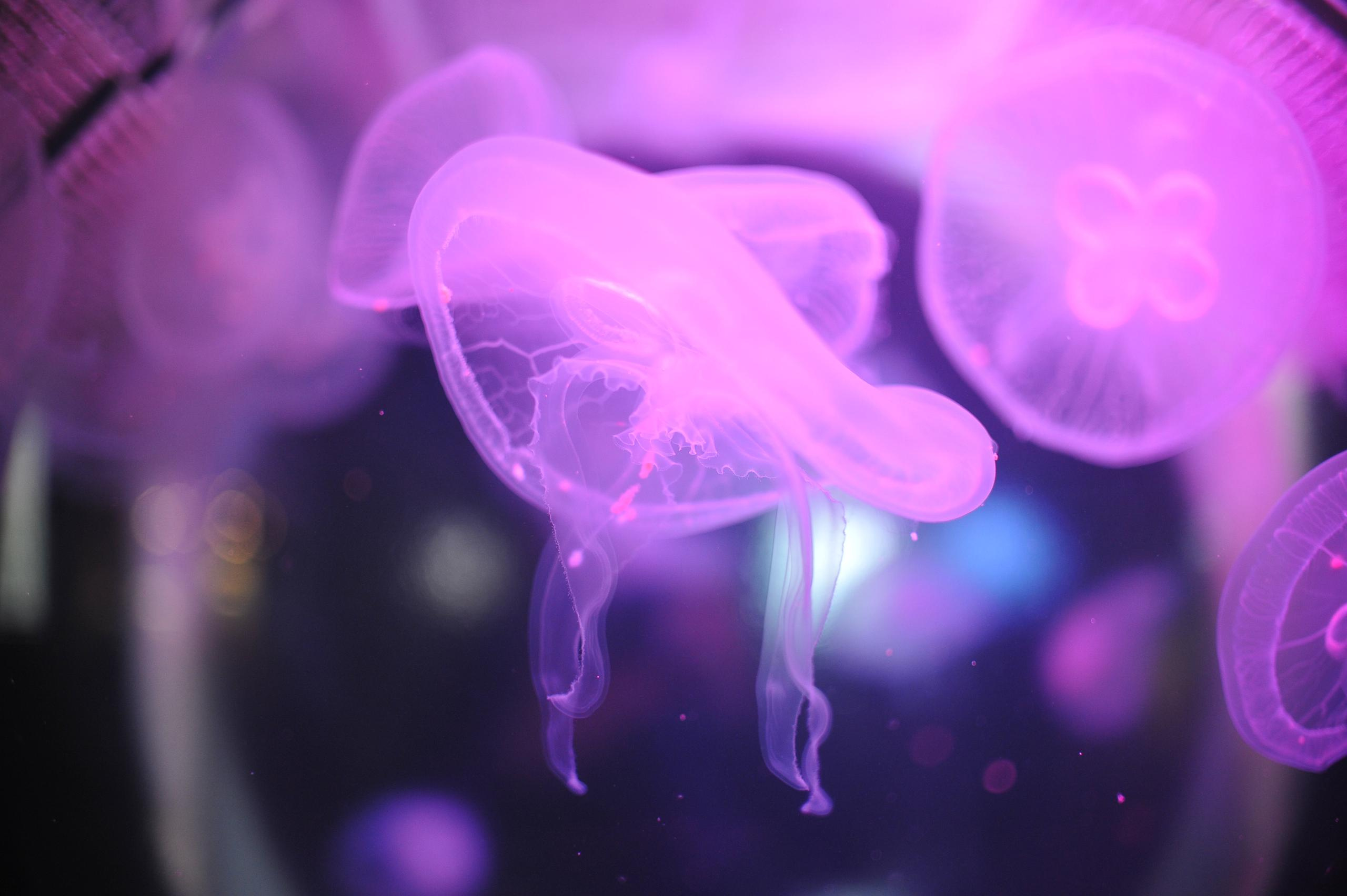 underwater, blue, medusa, background, nature, water, ocean, aquarium, semitransparent, beautiful, transparent, jellyfish, animal, creature, glow, dark, life, danger, aquatic, jelly, diving, decoration, flow, soft, drift, shape, closeup, backdrop, color, deep, fluorescent, exotic, round, poison, sea, sealife, toxic, translucent, transparency, wild, wildlife, подводный, синий, Медуза, фон, природа, вода, океан, аквариум, полупрозрачный, красивый, прозрачный, Медуза, животное, существо, свечение, темный, жизнь, опасность, водный, желе, дайвинг, украшение, поток, мягкий, дрейф, форма, крупным планом, фон, Цвет, глубокий, флуоресцентный, экзотический, круглый, яд, море, морская жизнь, токсичный, полупрозрачный, прозрачность, дикий, дикая природа, Россия, фотограф, nikon, nikond3s, фотографмосква, photographer, sport, russia, путешествие, Россия, химки, Краснодар, сочи, спорт, photography, москва, Армавир, Астрахань, moscow, travel, travelphotography, nikoneurope, natgeotravel, nikonrussia, natgeo, natgeoru, nationalgeographic, pavelrudomanov, photographersofrussia