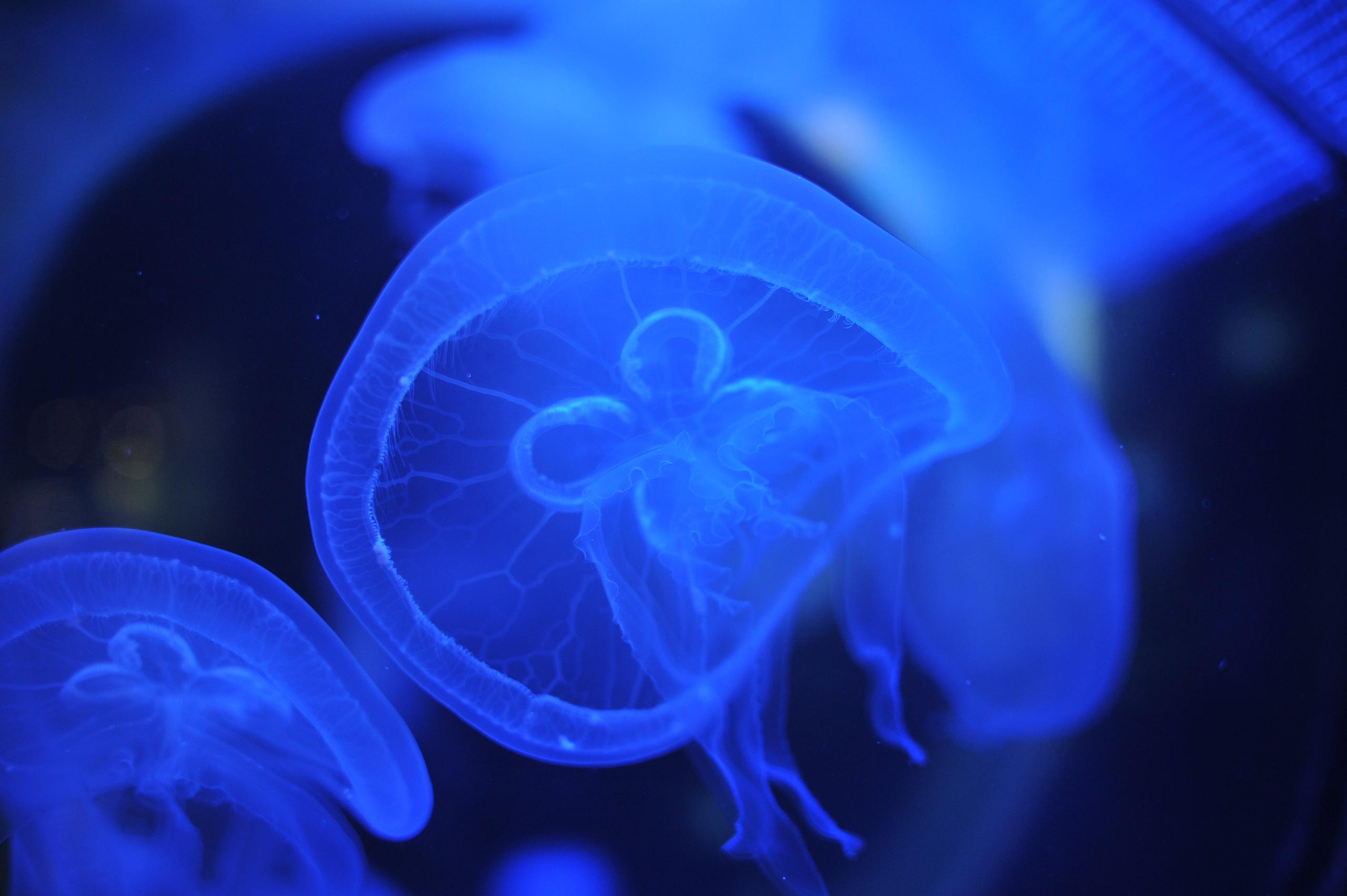underwater, blue, medusa, background, nature, water, ocean, aquarium, semitransparent, beautiful, transparent, jellyfish, animal, creature, glow, dark, life, danger, aquatic, jelly, diving, decoration, flow, soft, drift, shape, closeup, backdrop, color, deep, fluorescent, exotic, round, poison, sea, sealife, toxic, translucent, transparency, wild, wildlife, подводный, синий, Медуза, фон, природа, вода, океан, аквариум, полупрозрачный, красивый, прозрачный, Медуза, животное, существо, свечение, темный, жизнь, опасность, водный, желе, дайвинг, украшение, поток, мягкий, дрейф, форма, крупным планом, фон, Цвет, глубокий, флуоресцентный, экзотический, круглый, яд, море, морская жизнь, токсичный, полупрозрачный, прозрачность, дикий, дикая природа, Россия, фотограф, nikon, nikond3s, фотографмосква, photographer, sport, russia, путешествие, Россия, химки, Краснодар, сочи, спорт, photography, москва, Армавир, Астрахань, moscow, travel, travelphotography, nikoneurope, natgeotravel, nikonrussia, natgeo, natgeoru, nationalgeographic, pavelrudomanov, photographersofrussia