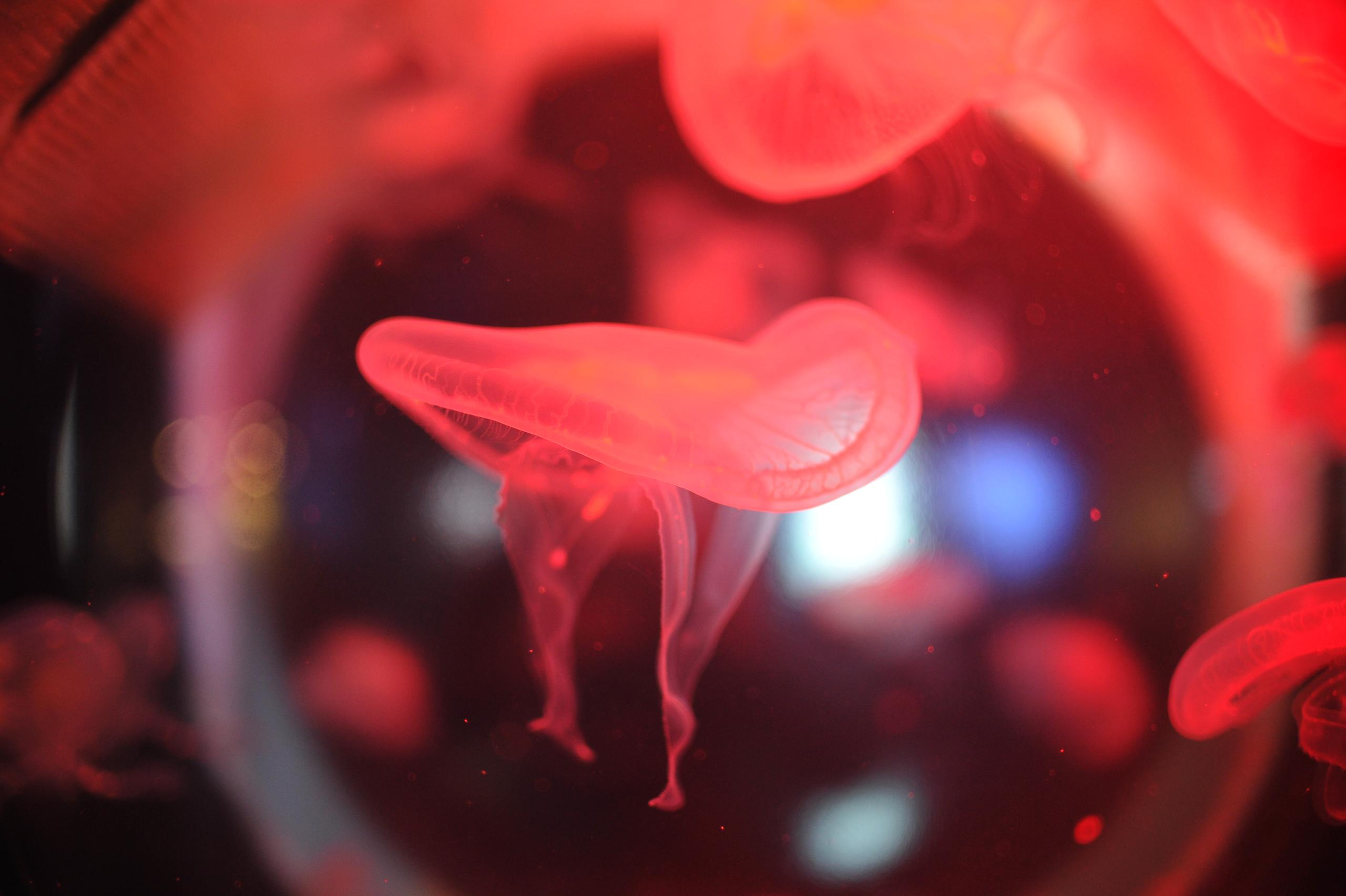 underwater, blue, medusa, background, nature, water, ocean, aquarium, semitransparent, beautiful, transparent, jellyfish, animal, creature, glow, dark, life, danger, aquatic, jelly, diving, decoration, flow, soft, drift, shape, closeup, backdrop, color, deep, fluorescent, exotic, round, poison, sea, sealife, toxic, translucent, transparency, wild, wildlife, подводный, синий, Медуза, фон, природа, вода, океан, аквариум, полупрозрачный, красивый, прозрачный, Медуза, животное, существо, свечение, темный, жизнь, опасность, водный, желе, дайвинг, украшение, поток, мягкий, дрейф, форма, крупным планом, фон, Цвет, глубокий, флуоресцентный, экзотический, круглый, яд, море, морская жизнь, токсичный, полупрозрачный, прозрачность, дикий, дикая природа, Россия, фотограф, nikon, nikond3s, фотографмосква, photographer, sport, russia, путешествие, Россия, химки, Краснодар, сочи, спорт, photography, москва, Армавир, Астрахань, moscow, travel, travelphotography, nikoneurope, natgeotravel, nikonrussia, natgeo, natgeoru, nationalgeographic, pavelrudomanov, photographersofrussia