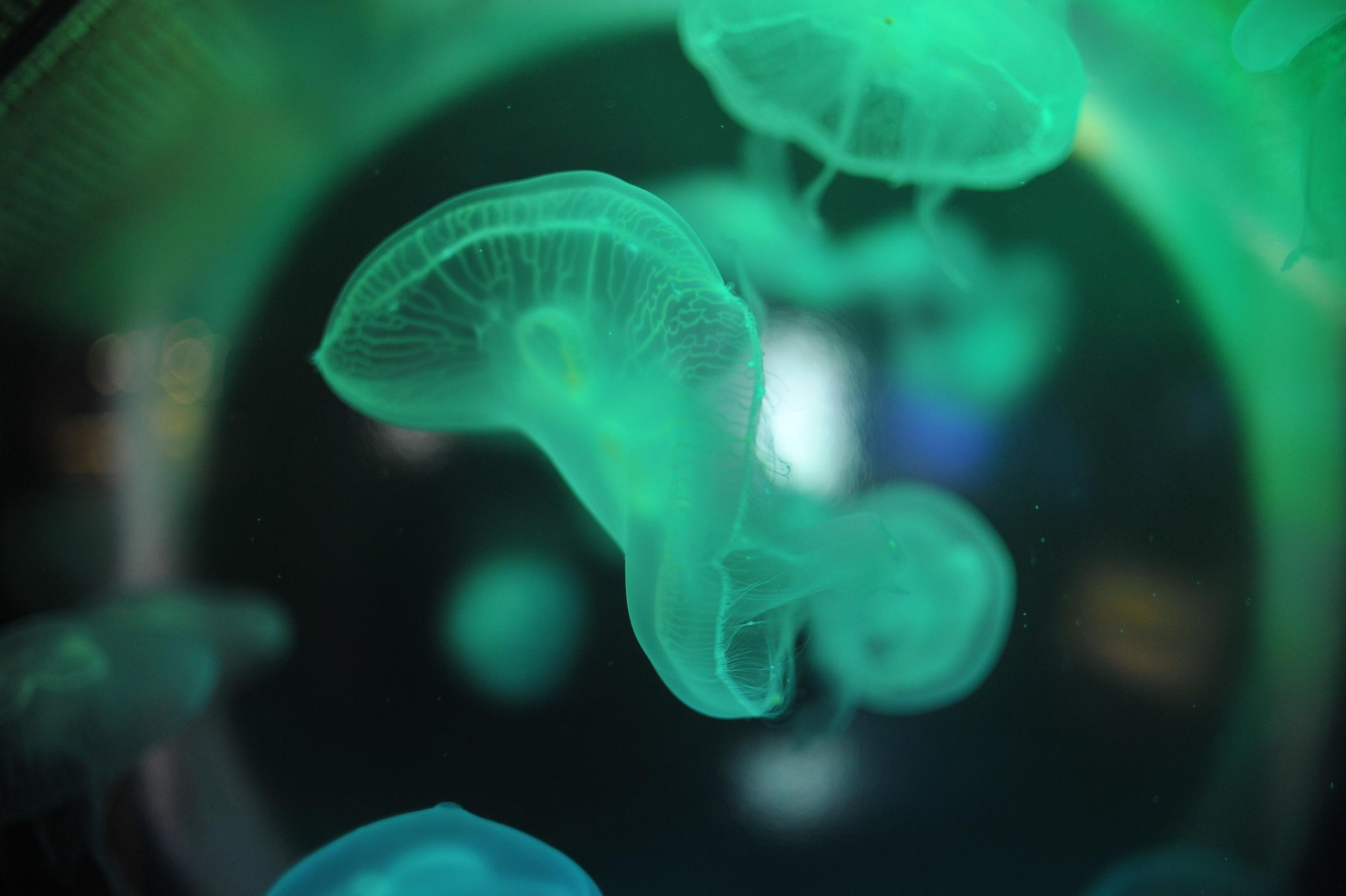underwater, blue, medusa, background, nature, water, ocean, aquarium, semitransparent, beautiful, transparent, jellyfish, animal, creature, glow, dark, life, danger, aquatic, jelly, diving, decoration, flow, soft, drift, shape, closeup, backdrop, color, deep, fluorescent, exotic, round, poison, sea, sealife, toxic, translucent, transparency, wild, wildlife, подводный, синий, Медуза, фон, природа, вода, океан, аквариум, полупрозрачный, красивый, прозрачный, Медуза, животное, существо, свечение, темный, жизнь, опасность, водный, желе, дайвинг, украшение, поток, мягкий, дрейф, форма, крупным планом, фон, Цвет, глубокий, флуоресцентный, экзотический, круглый, яд, море, морская жизнь, токсичный, полупрозрачный, прозрачность, дикий, дикая природа, Россия, фотограф, nikon, nikond3s, фотографмосква, photographer, sport, russia, путешествие, Россия, химки, Краснодар, сочи, спорт, photography, москва, Армавир, Астрахань, moscow, travel, travelphotography, nikoneurope, natgeotravel, nikonrussia, natgeo, natgeoru, nationalgeographic, pavelrudomanov, photographersofrussia