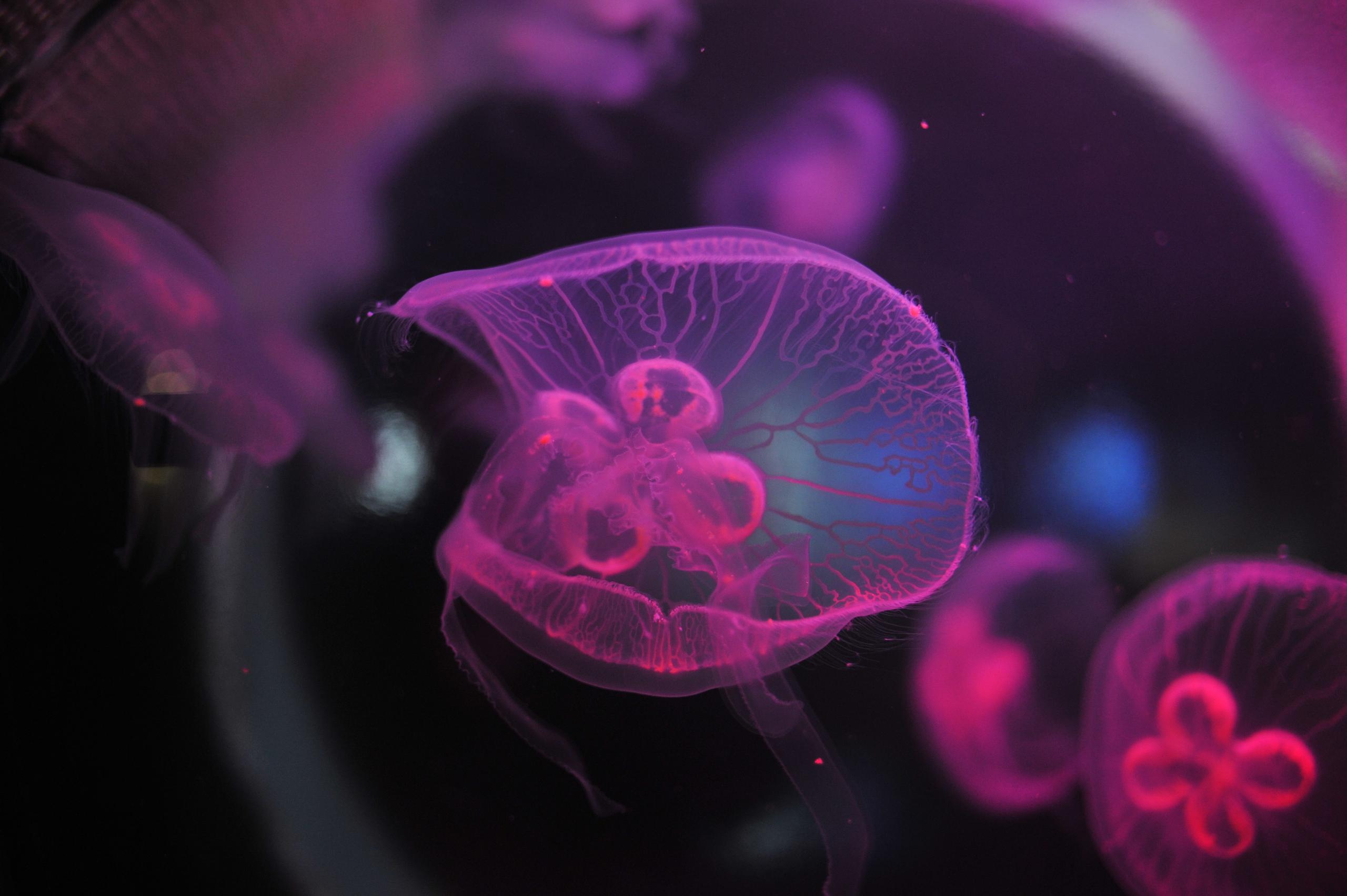 underwater, blue, medusa, background, nature, water, ocean, aquarium, semitransparent, beautiful, transparent, jellyfish, animal, creature, glow, dark, life, danger, aquatic, jelly, diving, decoration, flow, soft, drift, shape, closeup, backdrop, color, deep, fluorescent, exotic, round, poison, sea, sealife, toxic, translucent, transparency, wild, wildlife, подводный, синий, Медуза, фон, природа, вода, океан, аквариум, полупрозрачный, красивый, прозрачный, Медуза, животное, существо, свечение, темный, жизнь, опасность, водный, желе, дайвинг, украшение, поток, мягкий, дрейф, форма, крупным планом, фон, Цвет, глубокий, флуоресцентный, экзотический, круглый, яд, море, морская жизнь, токсичный, полупрозрачный, прозрачность, дикий, дикая природа, Россия, фотограф, nikon, nikond3s, фотографмосква, photographer, sport, russia, путешествие, Россия, химки, Краснодар, сочи, спорт, photography, москва, Армавир, Астрахань, moscow, travel, travelphotography, nikoneurope, natgeotravel, nikonrussia, natgeo, natgeoru, nationalgeographic, pavelrudomanov, photographersofrussia