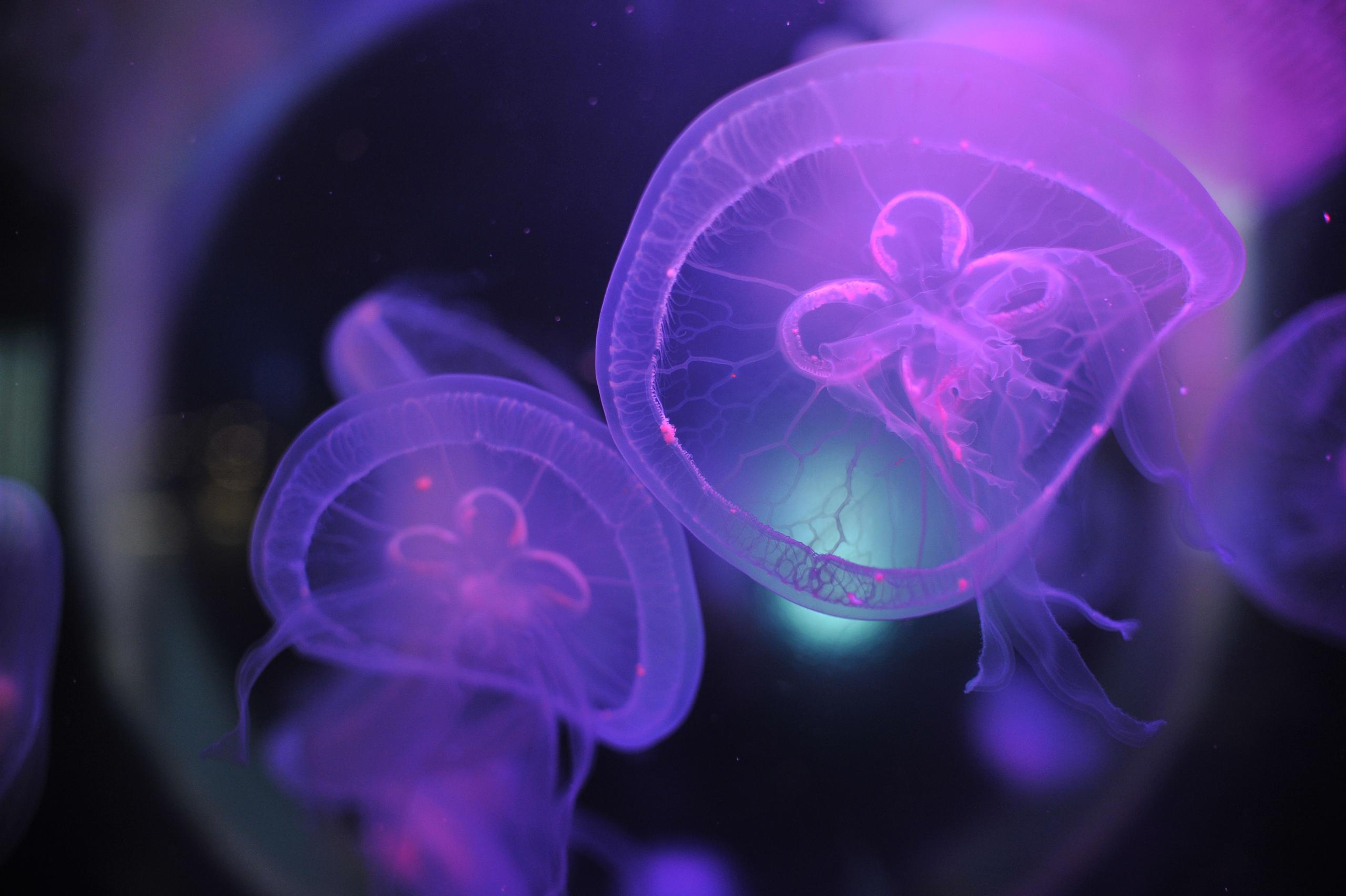 underwater, blue, medusa, background, nature, water, ocean, aquarium, semitransparent, beautiful, transparent, jellyfish, animal, creature, glow, dark, life, danger, aquatic, jelly, diving, decoration, flow, soft, drift, shape, closeup, backdrop, color, deep, fluorescent, exotic, round, poison, sea, sealife, toxic, translucent, transparency, wild, wildlife, подводный, синий, Медуза, фон, природа, вода, океан, аквариум, полупрозрачный, красивый, прозрачный, Медуза, животное, существо, свечение, темный, жизнь, опасность, водный, желе, дайвинг, украшение, поток, мягкий, дрейф, форма, крупным планом, фон, Цвет, глубокий, флуоресцентный, экзотический, круглый, яд, море, морская жизнь, токсичный, полупрозрачный, прозрачность, дикий, дикая природа, Россия, фотограф, nikon, nikond3s, фотографмосква, photographer, sport, russia, путешествие, Россия, химки, Краснодар, сочи, спорт, photography, москва, Армавир, Астрахань, moscow, travel, travelphotography, nikoneurope, natgeotravel, nikonrussia, natgeo, natgeoru, nationalgeographic, pavelrudomanov, photographersofrussia