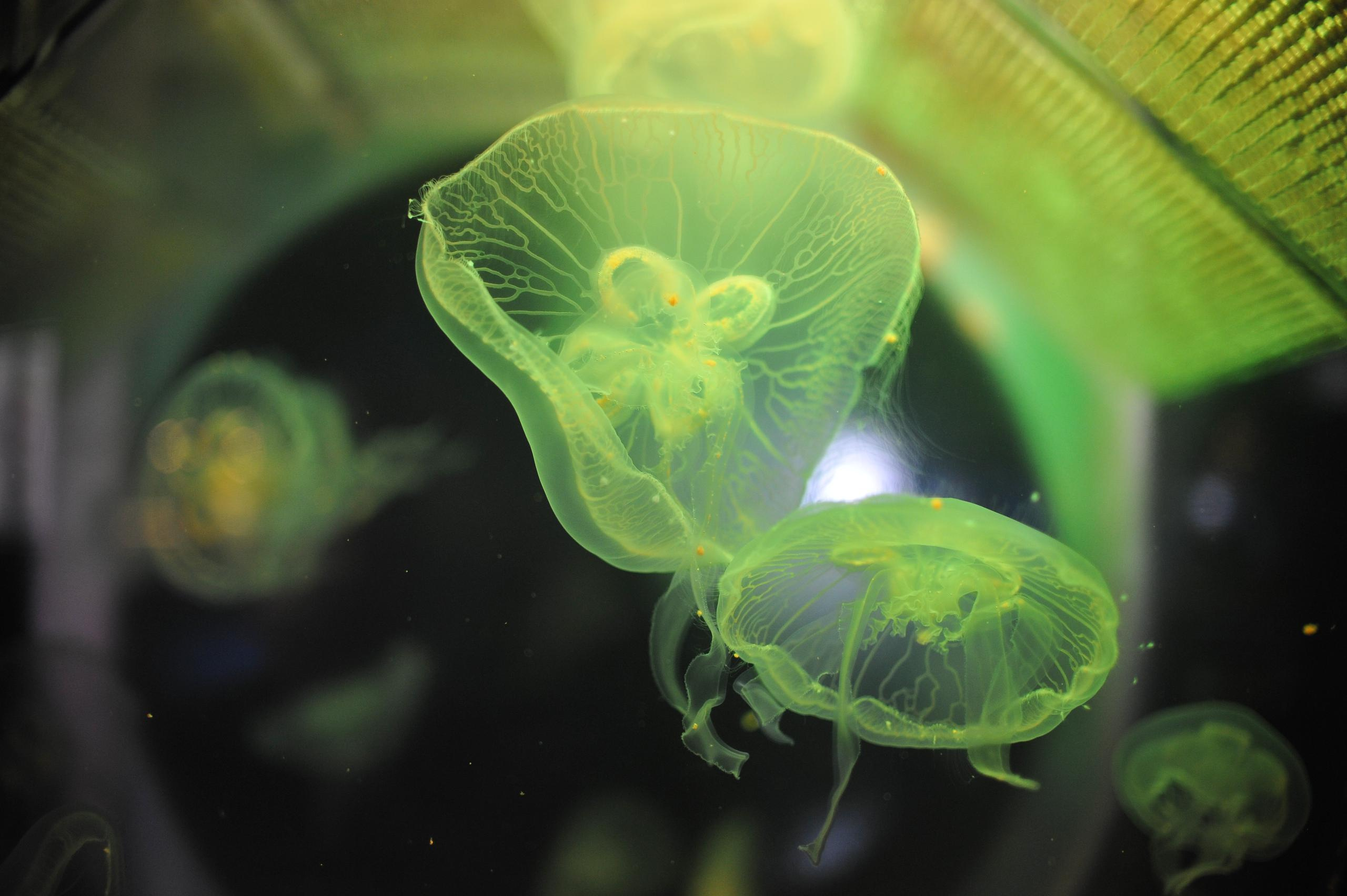 underwater, blue, medusa, background, nature, water, ocean, aquarium, semitransparent, beautiful, transparent, jellyfish, animal, creature, glow, dark, life, danger, aquatic, jelly, diving, decoration, flow, soft, drift, shape, closeup, backdrop, color, deep, fluorescent, exotic, round, poison, sea, sealife, toxic, translucent, transparency, wild, wildlife, подводный, синий, Медуза, фон, природа, вода, океан, аквариум, полупрозрачный, красивый, прозрачный, Медуза, животное, существо, свечение, темный, жизнь, опасность, водный, желе, дайвинг, украшение, поток, мягкий, дрейф, форма, крупным планом, фон, Цвет, глубокий, флуоресцентный, экзотический, круглый, яд, море, морская жизнь, токсичный, полупрозрачный, прозрачность, дикий, дикая природа, Россия, фотограф, nikon, nikond3s, фотографмосква, photographer, sport, russia, путешествие, Россия, химки, Краснодар, сочи, спорт, photography, москва, Армавир, Астрахань, moscow, travel, travelphotography, nikoneurope, natgeotravel, nikonrussia, natgeo, natgeoru, nationalgeographic, pavelrudomanov, photographersofrussia