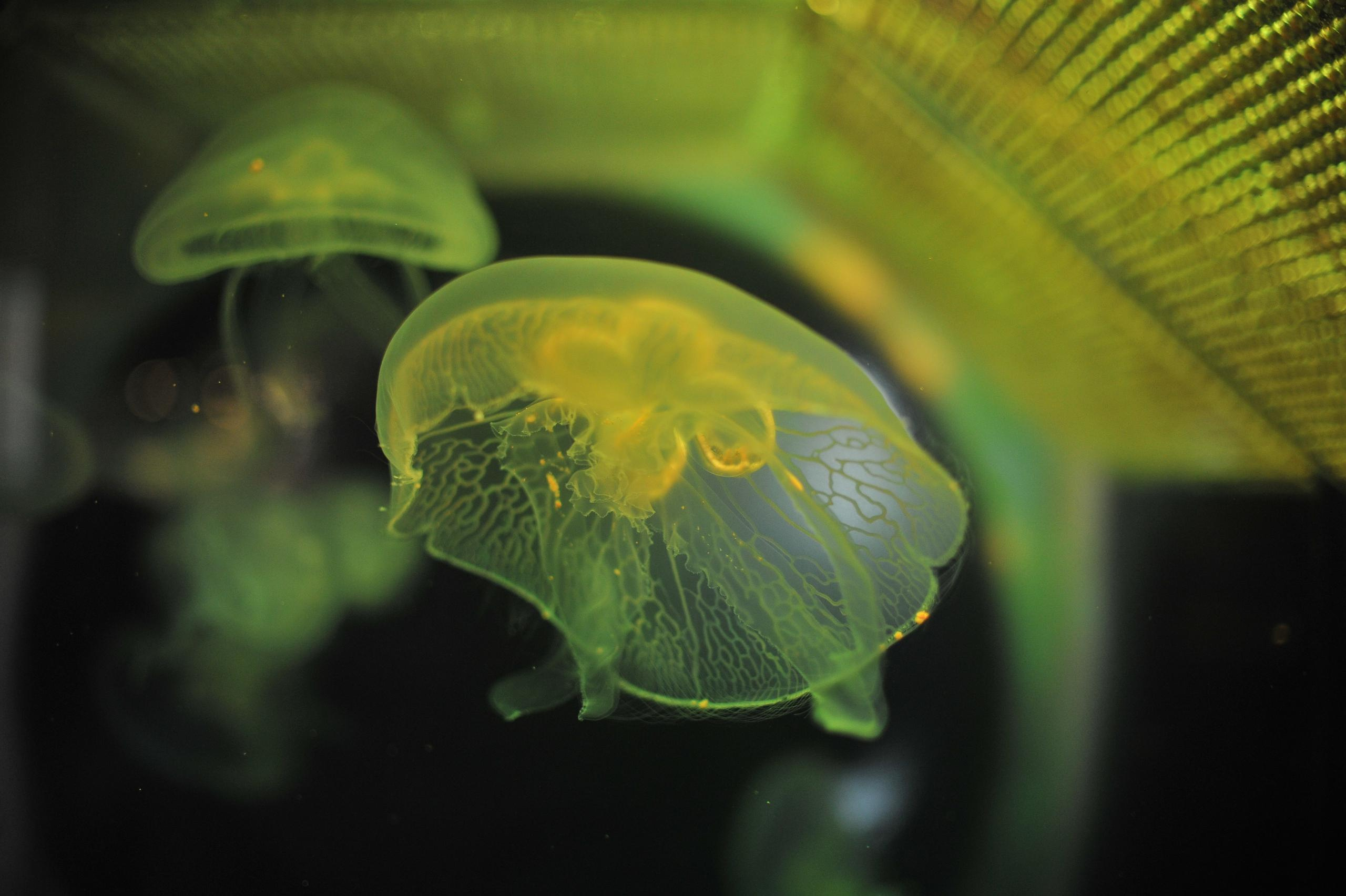 underwater, blue, medusa, background, nature, water, ocean, aquarium, semitransparent, beautiful, transparent, jellyfish, animal, creature, glow, dark, life, danger, aquatic, jelly, diving, decoration, flow, soft, drift, shape, closeup, backdrop, color, deep, fluorescent, exotic, round, poison, sea, sealife, toxic, translucent, transparency, wild, wildlife, подводный, синий, Медуза, фон, природа, вода, океан, аквариум, полупрозрачный, красивый, прозрачный, Медуза, животное, существо, свечение, темный, жизнь, опасность, водный, желе, дайвинг, украшение, поток, мягкий, дрейф, форма, крупным планом, фон, Цвет, глубокий, флуоресцентный, экзотический, круглый, яд, море, морская жизнь, токсичный, полупрозрачный, прозрачность, дикий, дикая природа, Россия, фотограф, nikon, nikond3s, фотографмосква, photographer, sport, russia, путешествие, Россия, химки, Краснодар, сочи, спорт, photography, москва, Армавир, Астрахань, moscow, travel, travelphotography, nikoneurope, natgeotravel, nikonrussia, natgeo, natgeoru, nationalgeographic, pavelrudomanov, photographersofrussia