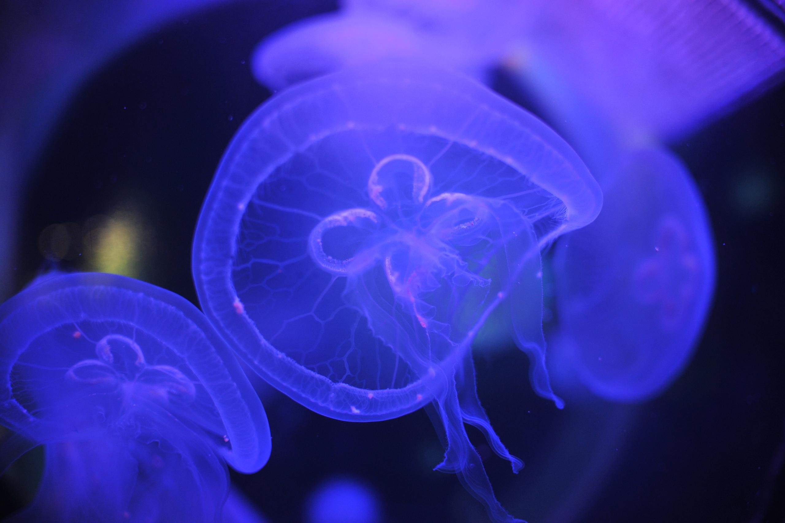 underwater, blue, medusa, background, nature, water, ocean, aquarium, semitransparent, beautiful, transparent, jellyfish, animal, creature, glow, dark, life, danger, aquatic, jelly, diving, decoration, flow, soft, drift, shape, closeup, backdrop, color, deep, fluorescent, exotic, round, poison, sea, sealife, toxic, translucent, transparency, wild, wildlife, подводный, синий, Медуза, фон, природа, вода, океан, аквариум, полупрозрачный, красивый, прозрачный, Медуза, животное, существо, свечение, темный, жизнь, опасность, водный, желе, дайвинг, украшение, поток, мягкий, дрейф, форма, крупным планом, фон, Цвет, глубокий, флуоресцентный, экзотический, круглый, яд, море, морская жизнь, токсичный, полупрозрачный, прозрачность, дикий, дикая природа, Россия, фотограф, nikon, nikond3s, фотографмосква, photographer, sport, russia, путешествие, Россия, химки, Краснодар, сочи, спорт, photography, москва, Армавир, Астрахань, moscow, travel, travelphotography, nikoneurope, natgeotravel, nikonrussia, natgeo, natgeoru, nationalgeographic, pavelrudomanov, photographersofrussia