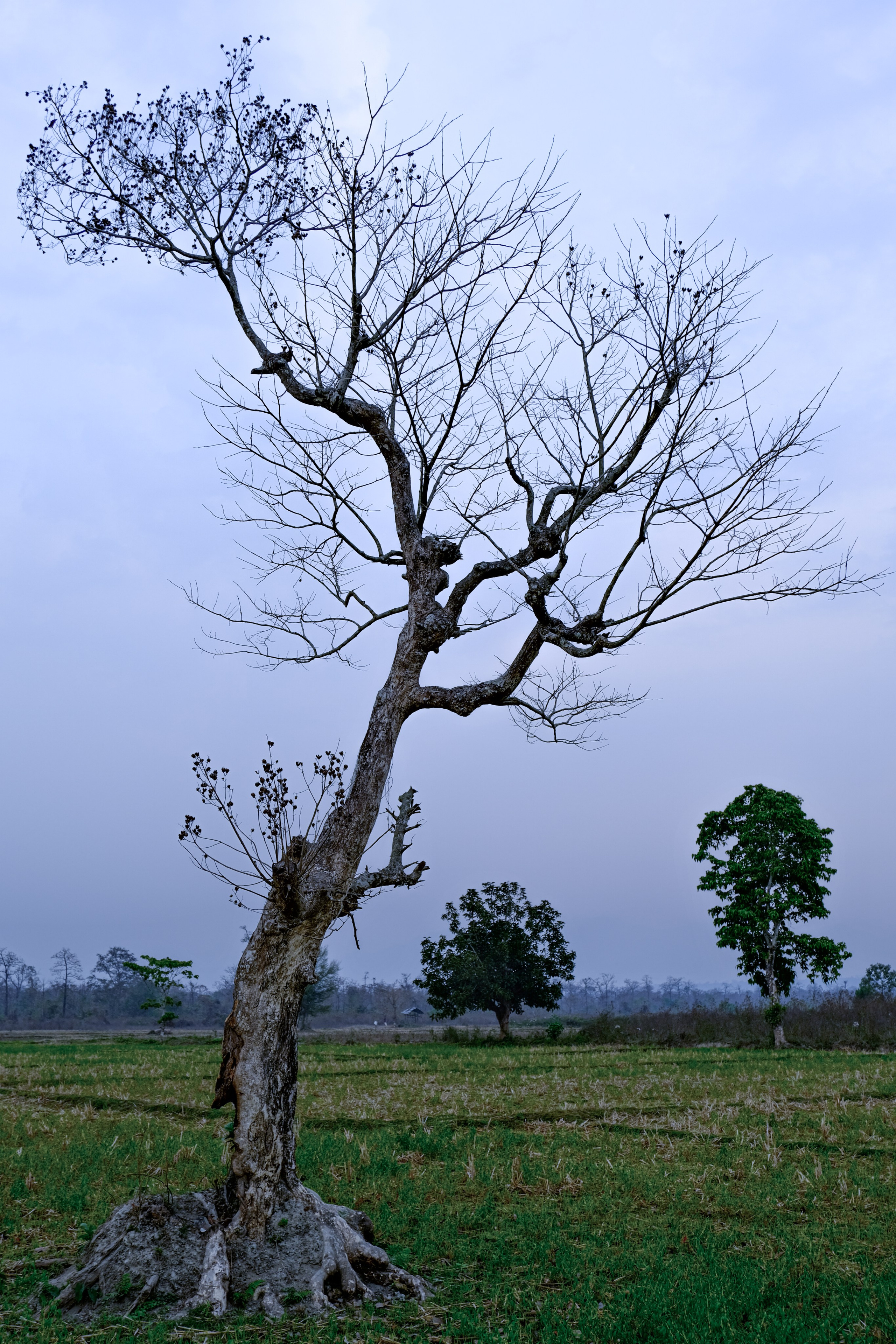 Индия штат Аруначал-Прадеш. Фотографии из путешествий