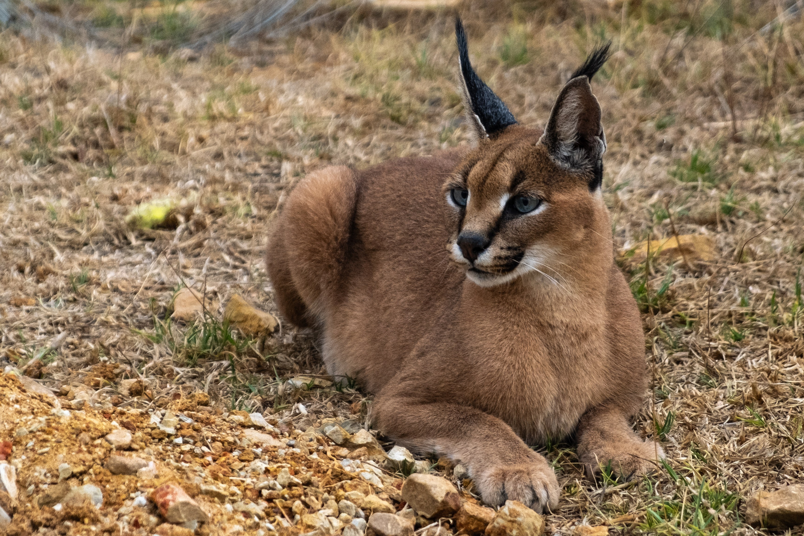 Пингвины и другие. Фотографии из путешествий